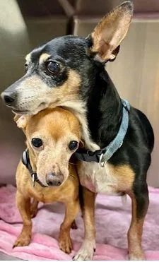 Peppa &amp; Mint - 12 yrs 