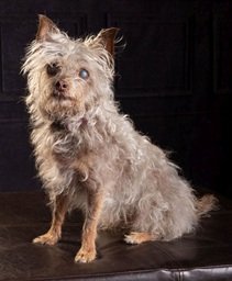 Dora -16 yrs