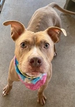 Ginger - 6 yrs
