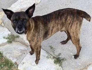 Frankee - 5 yrs