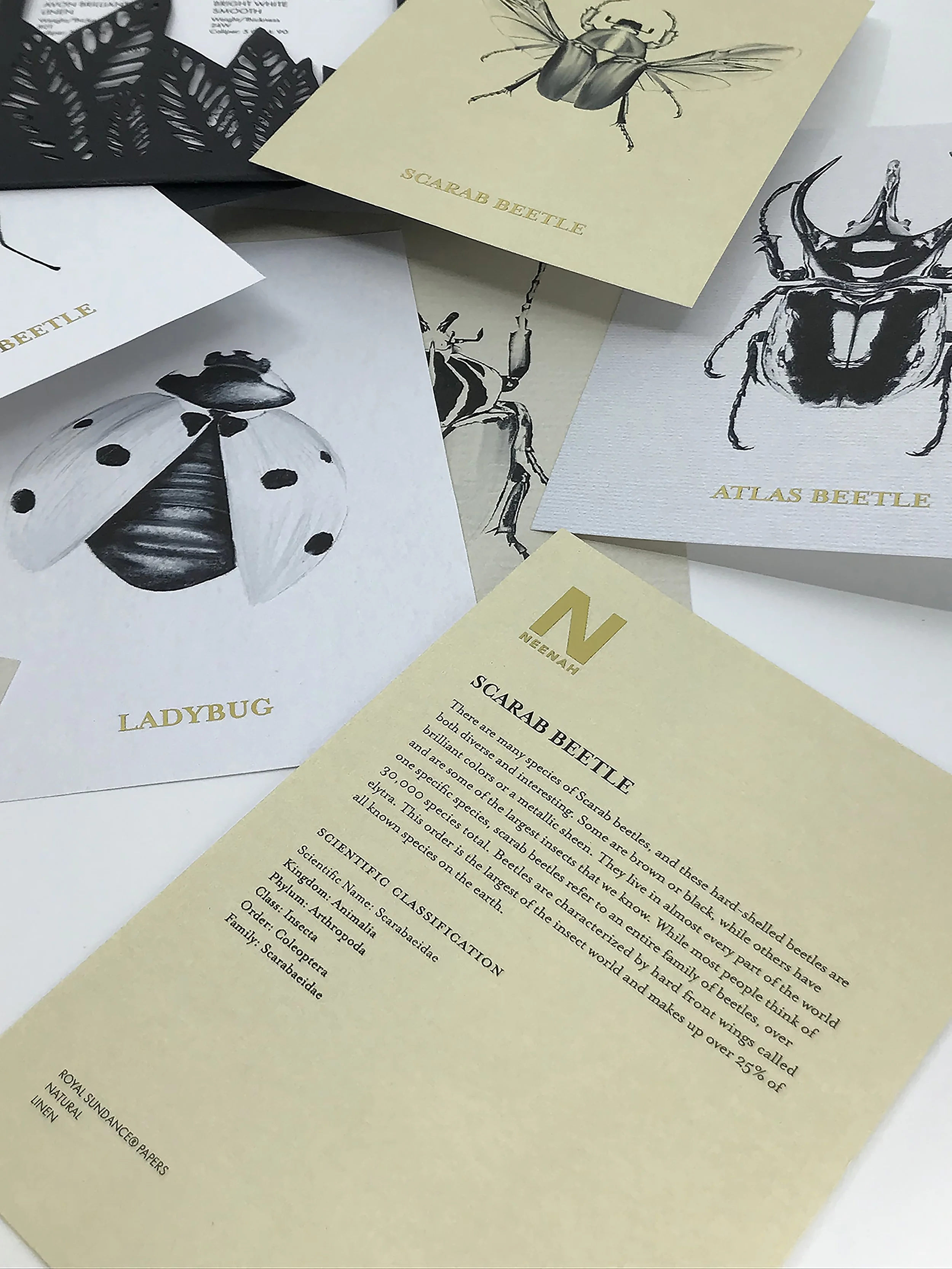 ATL_202320_GRDS_GracieRubringer_InsectCards15.jpg