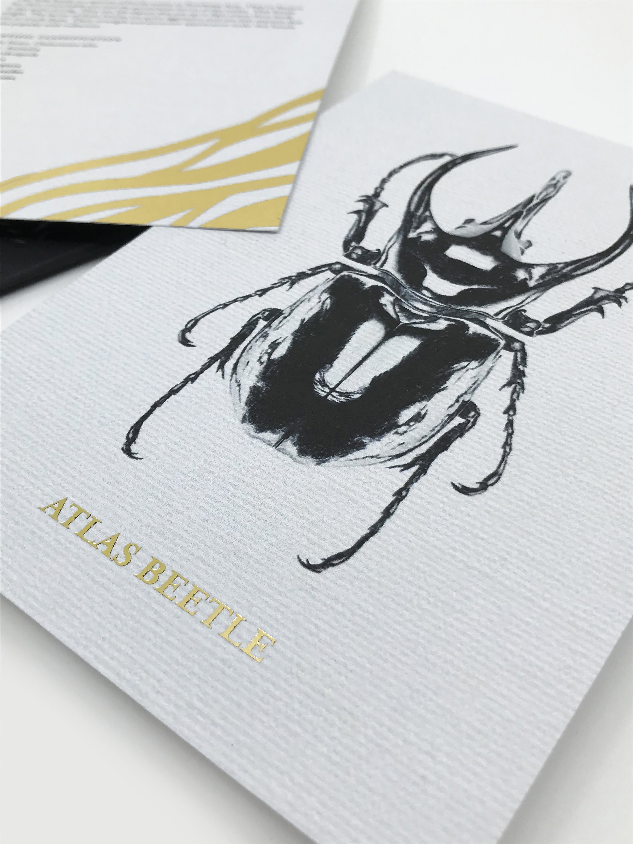 ATL_202320_GRDS_GracieRubringer_InsectCards24.jpg