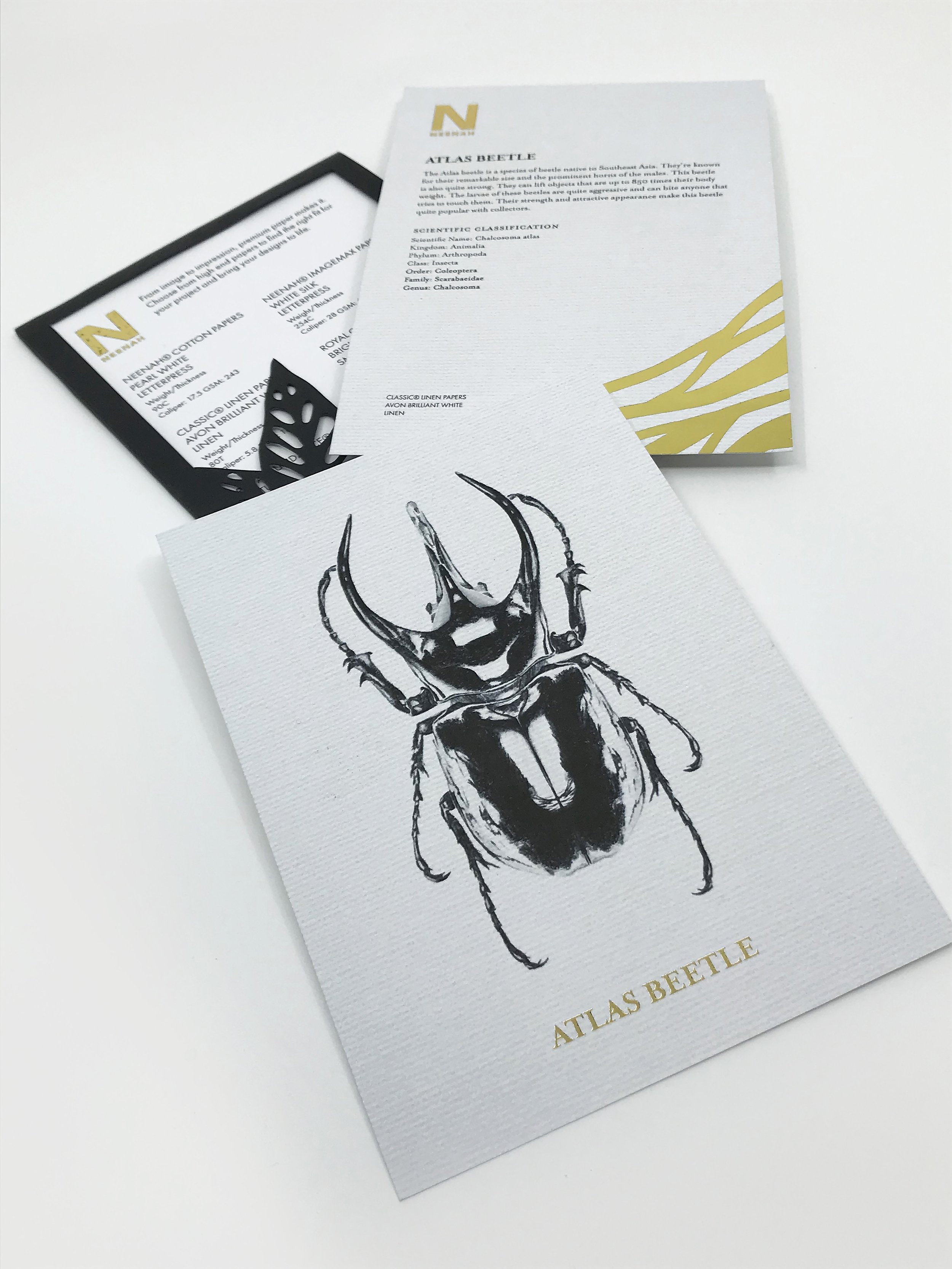 ATL_202320_GRDS_GracieRubringer_InsectCards22.jpg