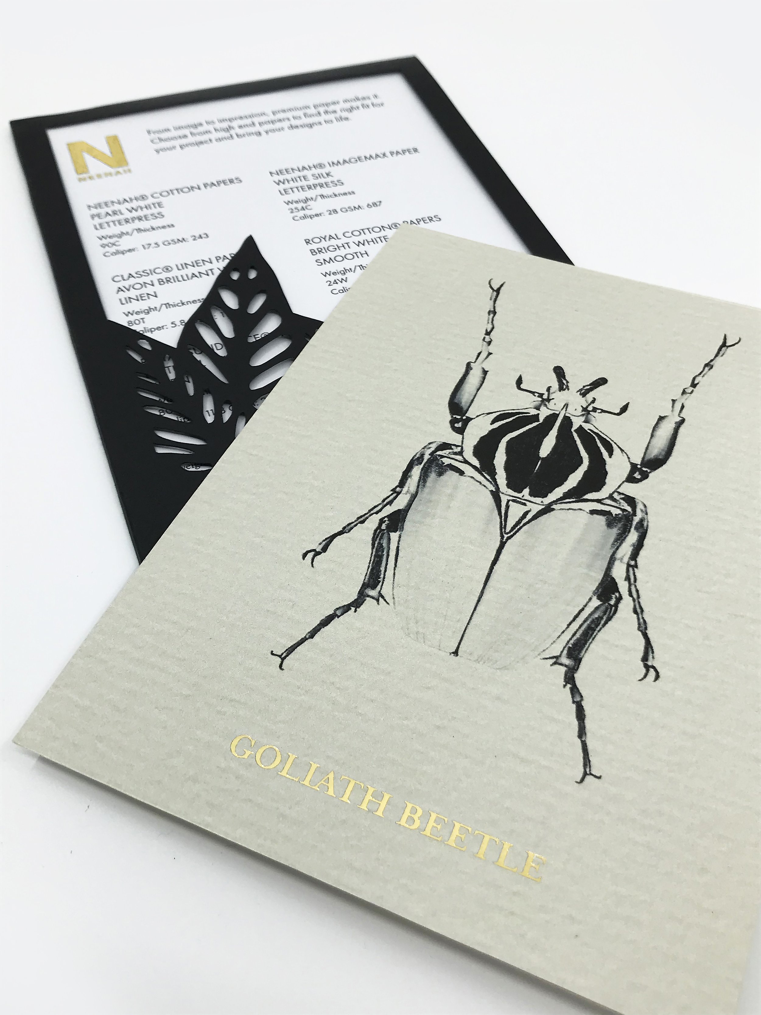 ATL_202320_GRDS_GracieRubringer_InsectCards6.jpg