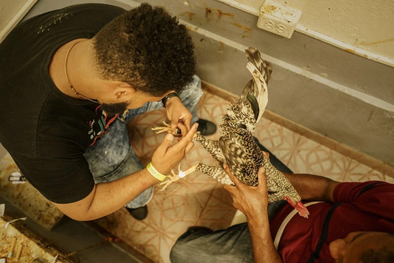 COCKFIGHTING_22.jpeg