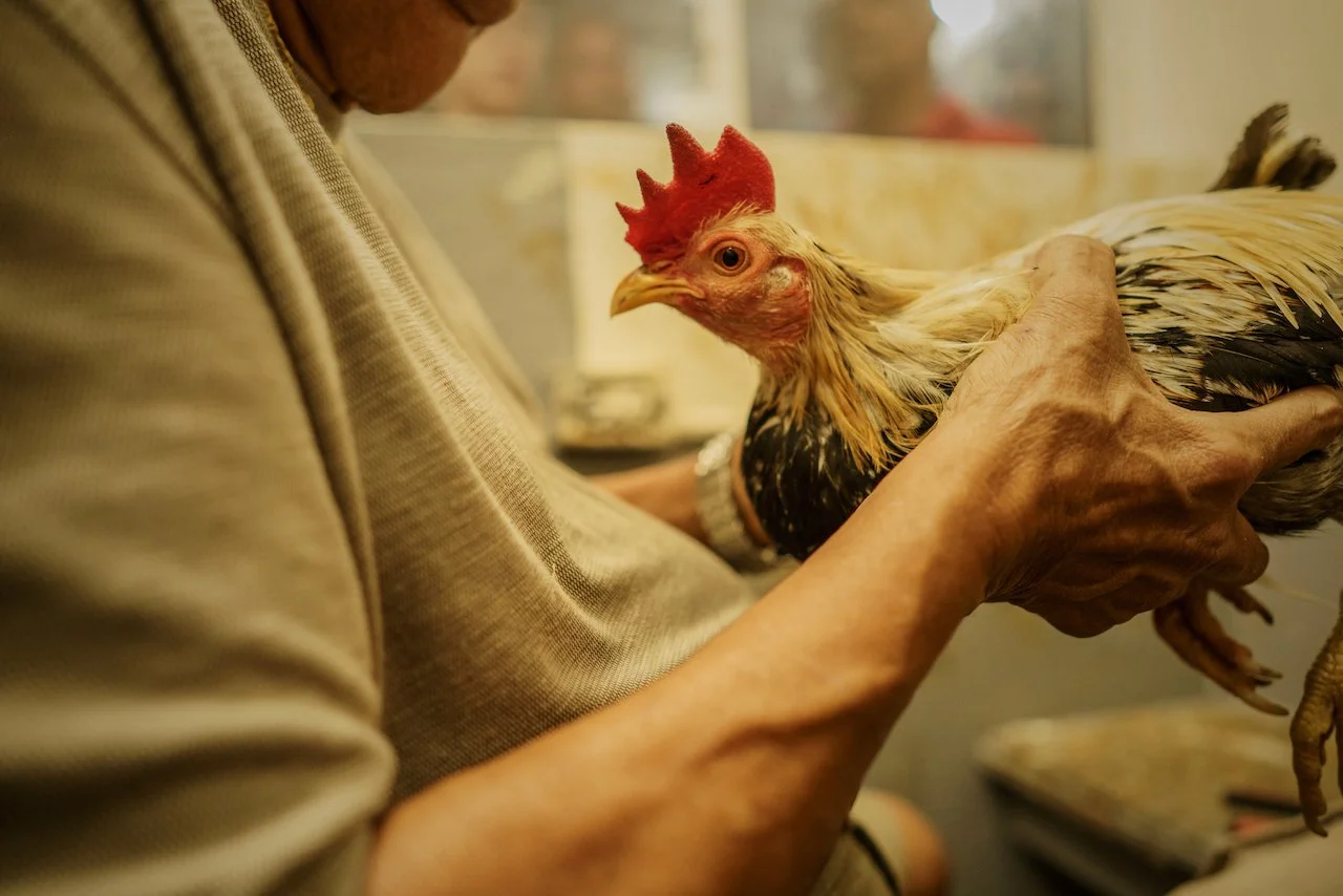 COCKFIGHTING_16.jpeg