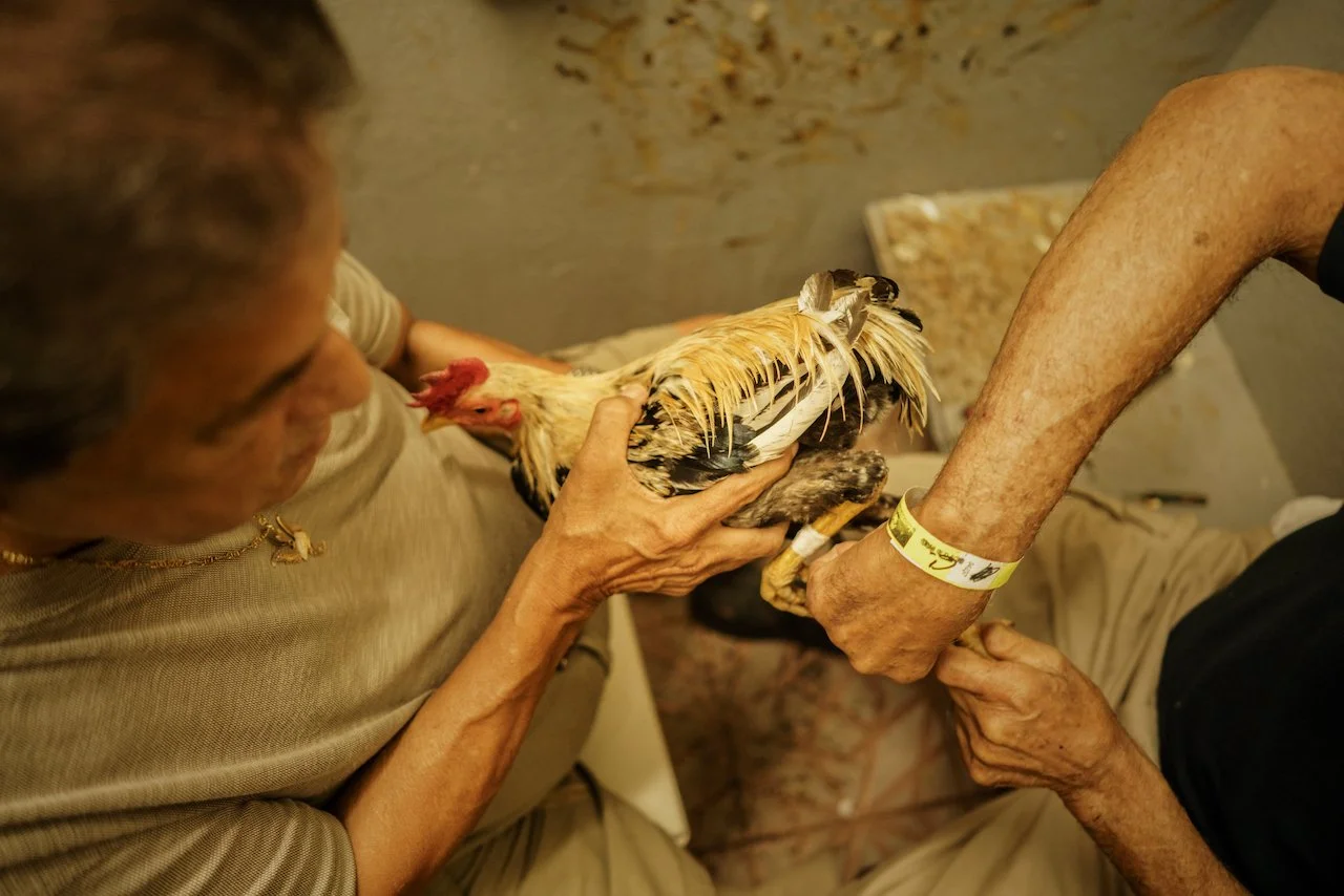 COCKFIGHTING_25.jpeg
