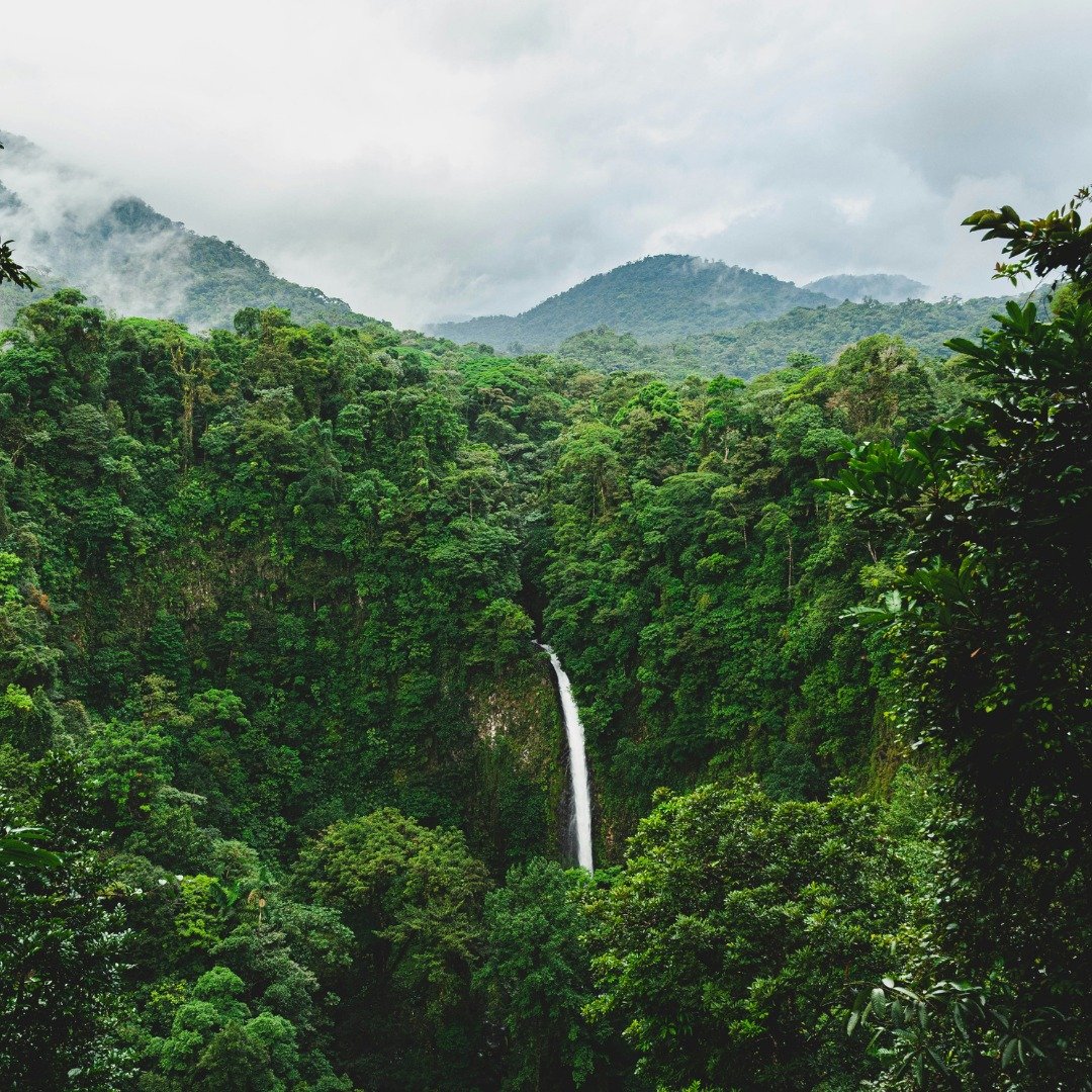 Costa Rica has a vibrant natural environment, and 20% of the country is covered in forests, including Central America's largest cloud forest. Costa Rica is home to more than 2,000 species of trees and 9,000 different kinds of flowering plants. This i