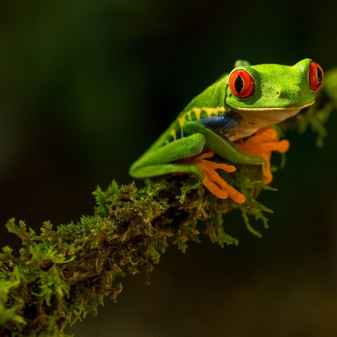 Costa Rica also has abundant wildlife - from hundreds of mammals including bats, to insects, such as vibrant butterflies and leaf-cutter ants, and 200 species of reptiles, including snakes, toads, and frogs. #costarica #immigrants