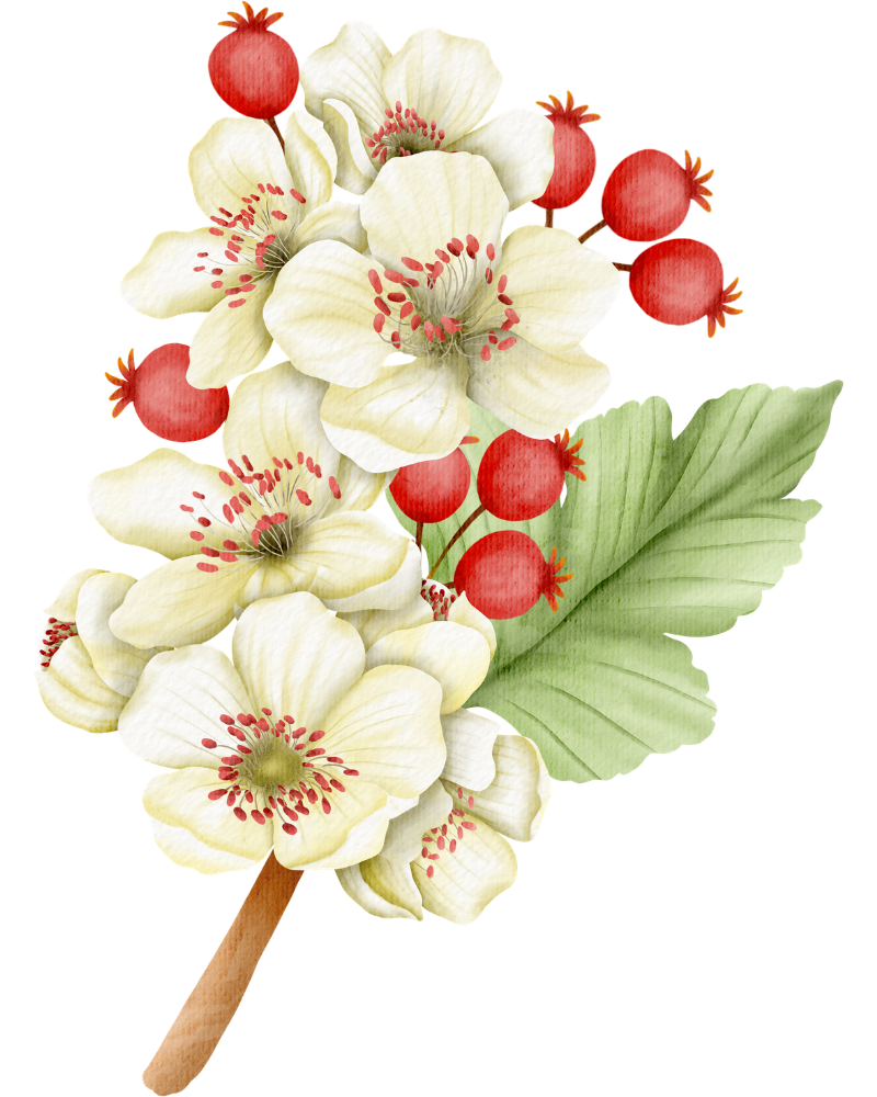image of hawthorn berries and hawthorn flowers