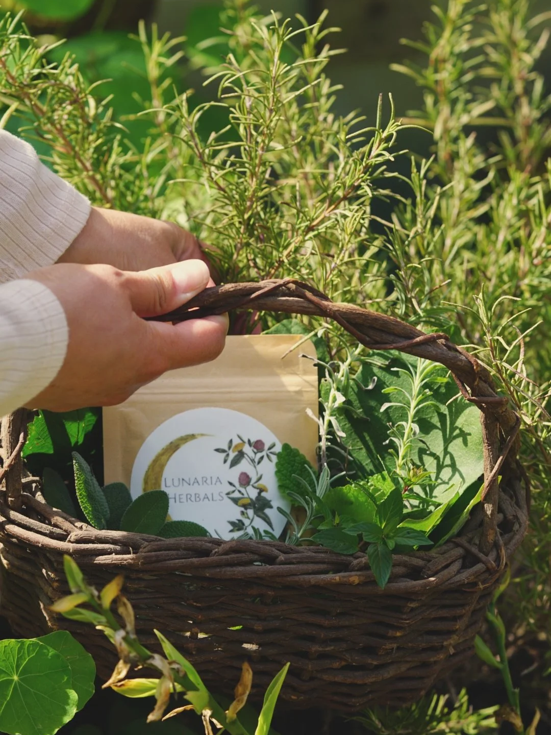 wicker basket with fresh herbs and plants like rosemary and mint with a bag of loose leaf herbal tea in the basket.