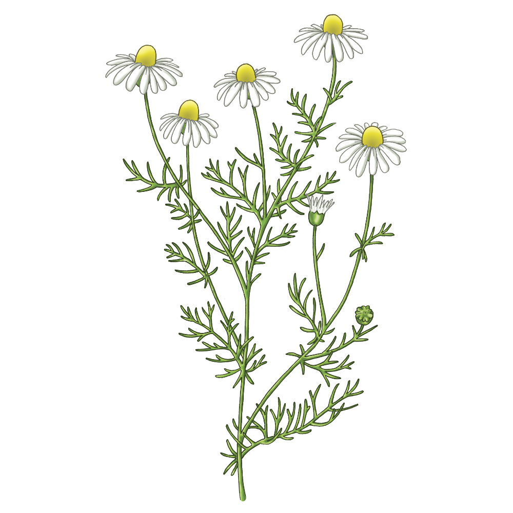 chamomile flowers full plant