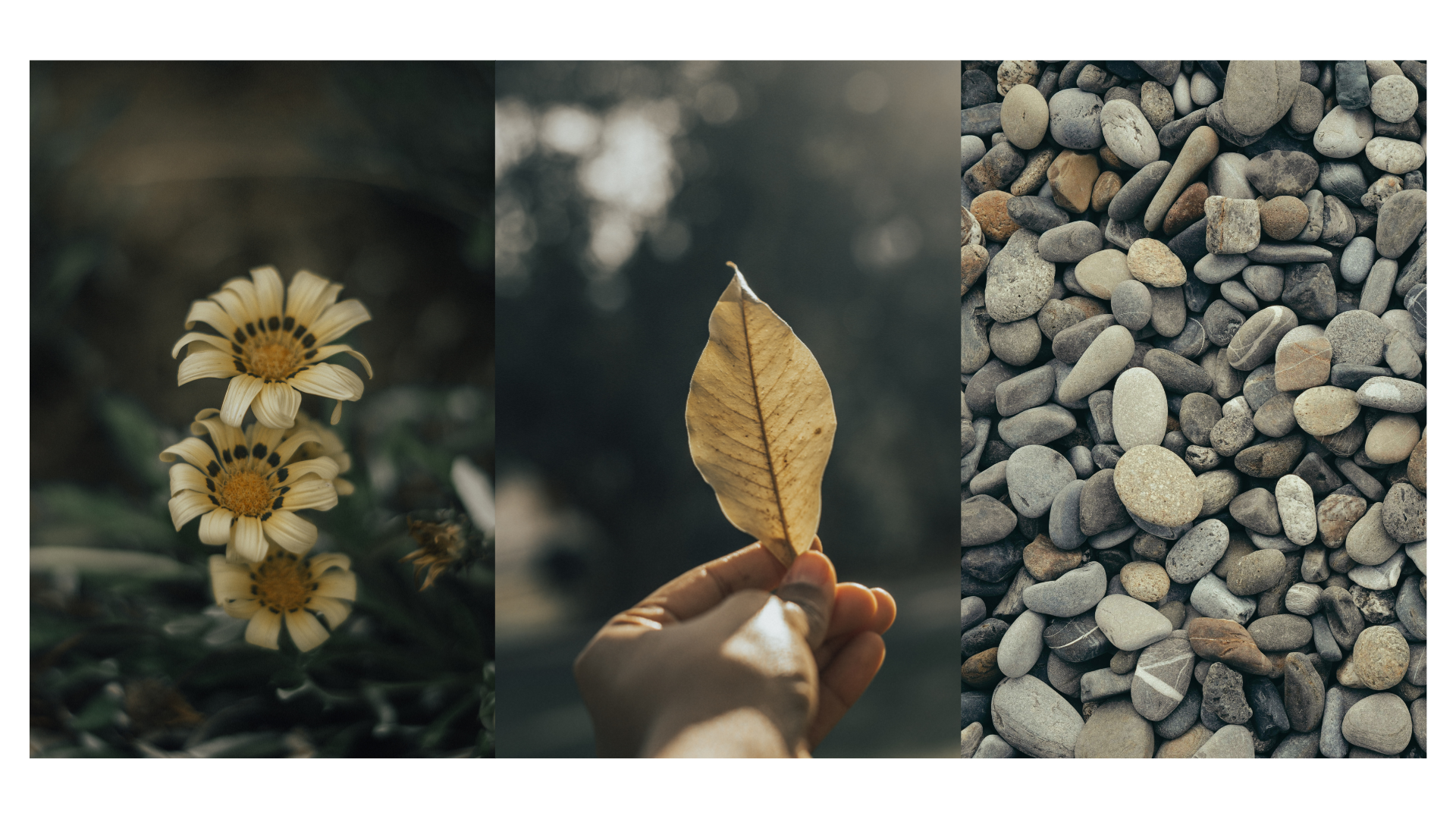 a collage of white and yellow flowers, a hand holding a leaf and stones.