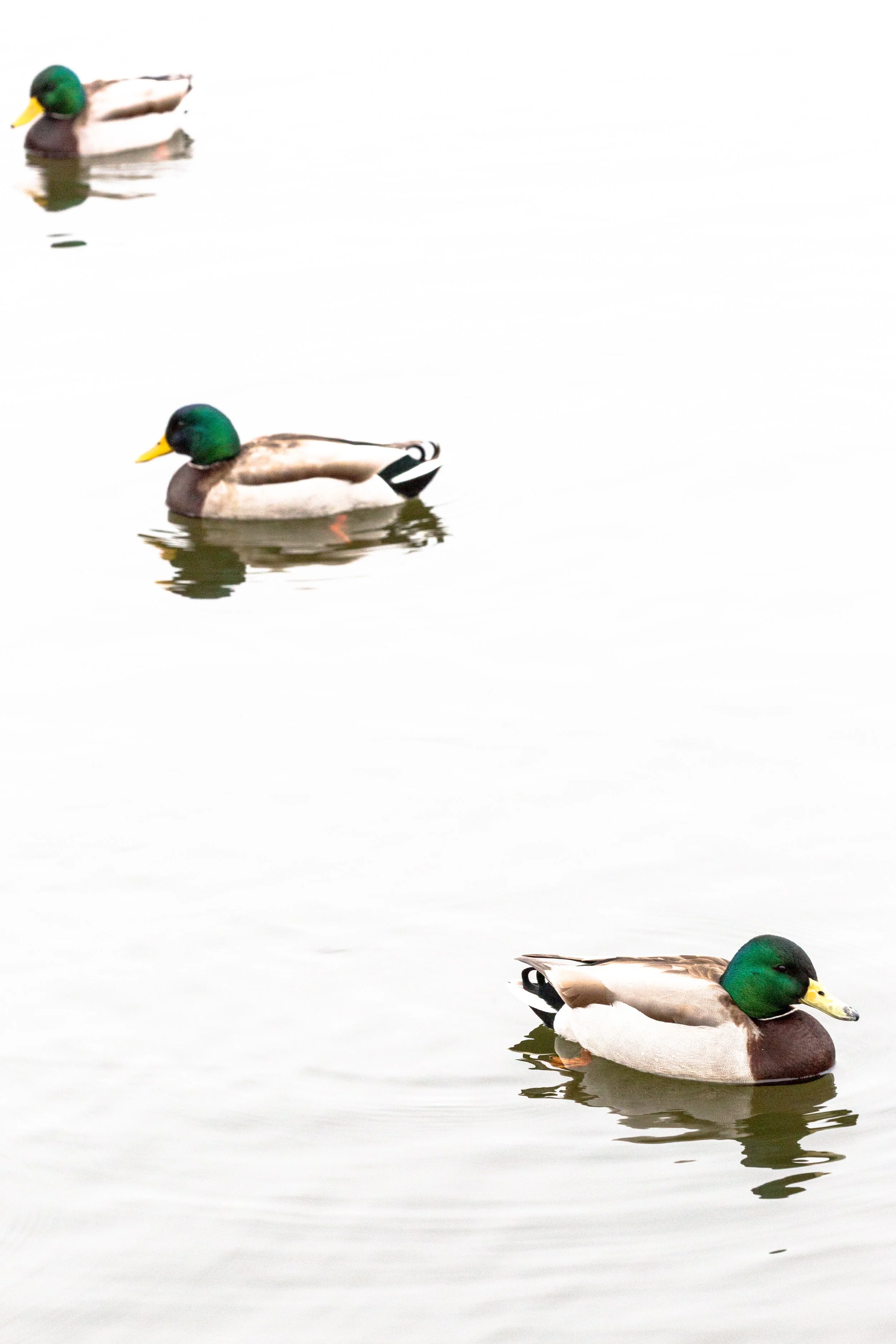 Three Ducks (1 of 1).jpg
