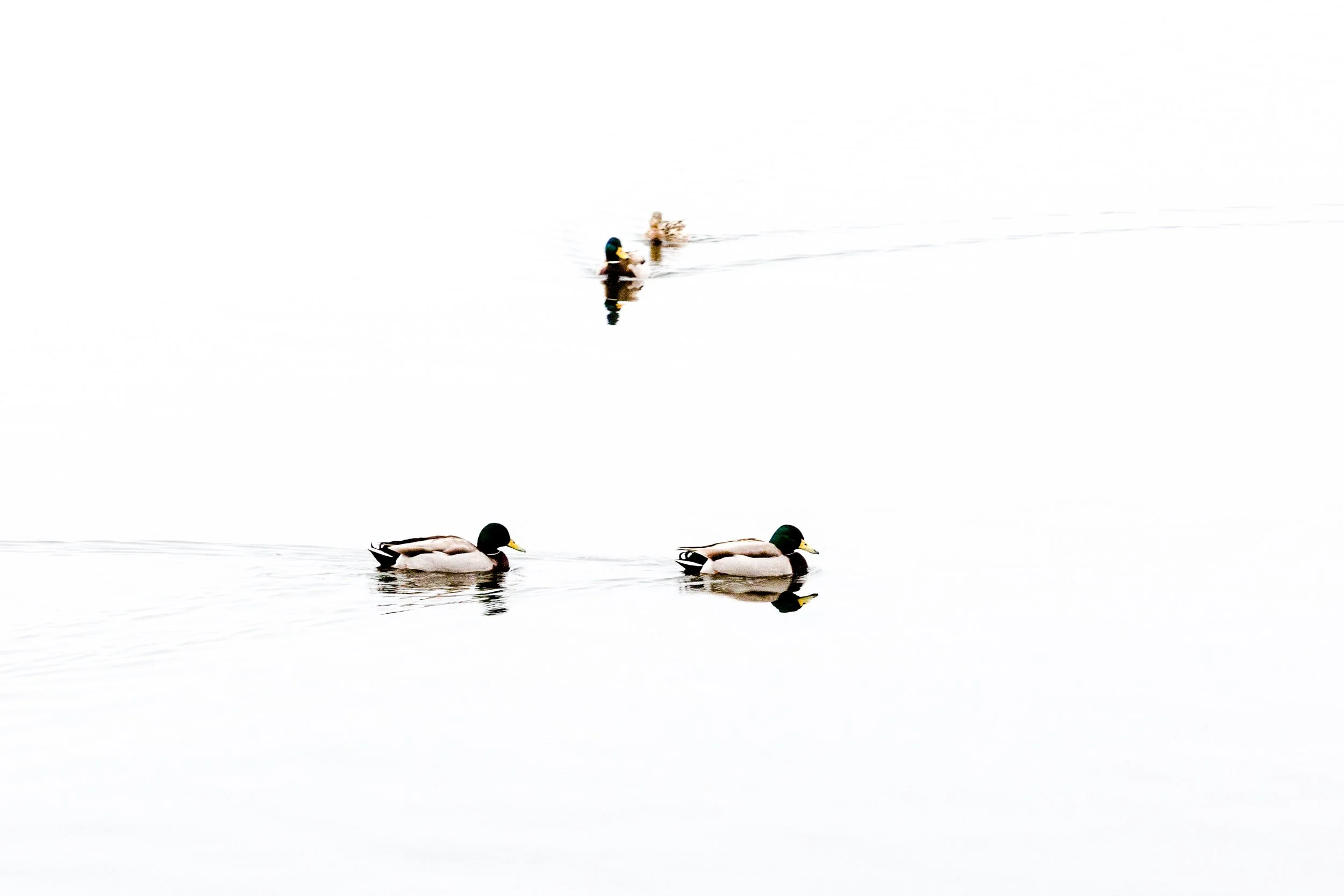 Ducks On The Poond (1 of 1).jpg