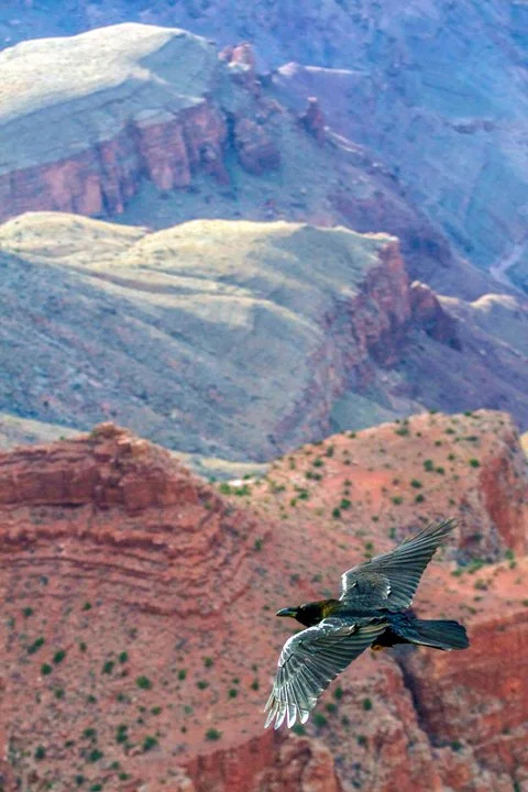 Grand Canyon (1 of 1).jpg