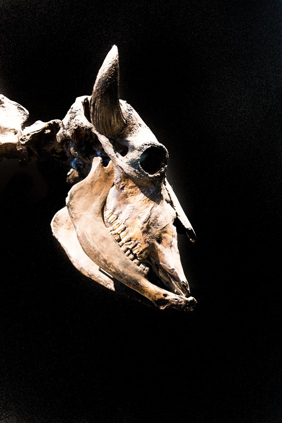 Skull (1 of 1).jpg