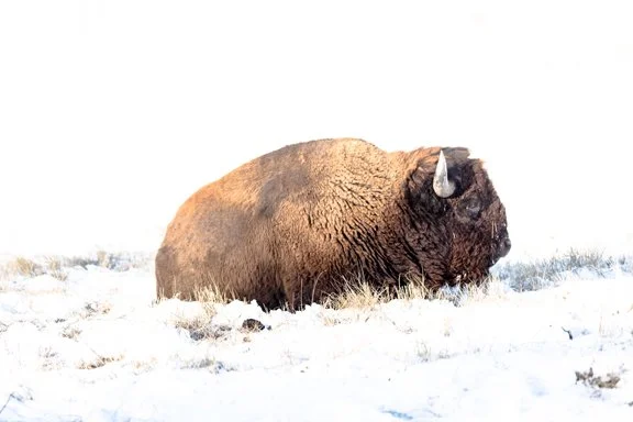 Rocky Mountain Arsenal National Park (7 of 13).jpg