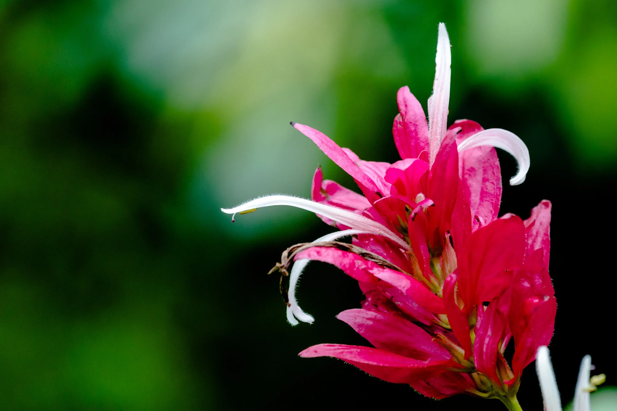 Pink Plant 2 (1 of 1).jpg