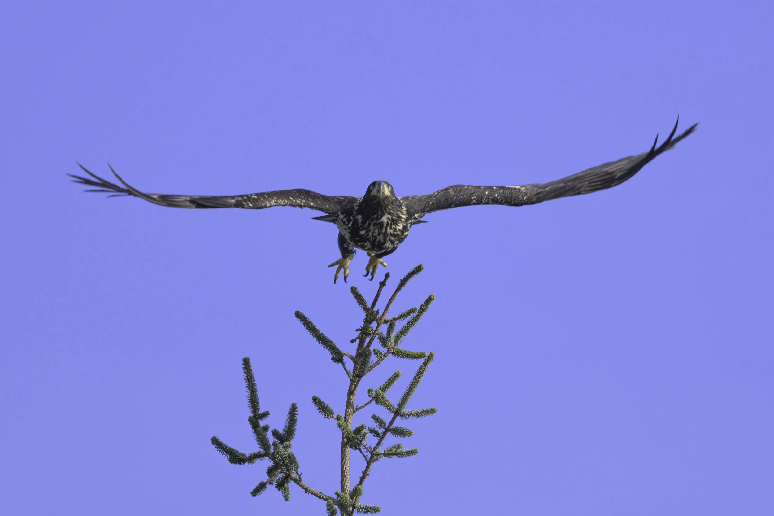 Juvenile Bald Eagle