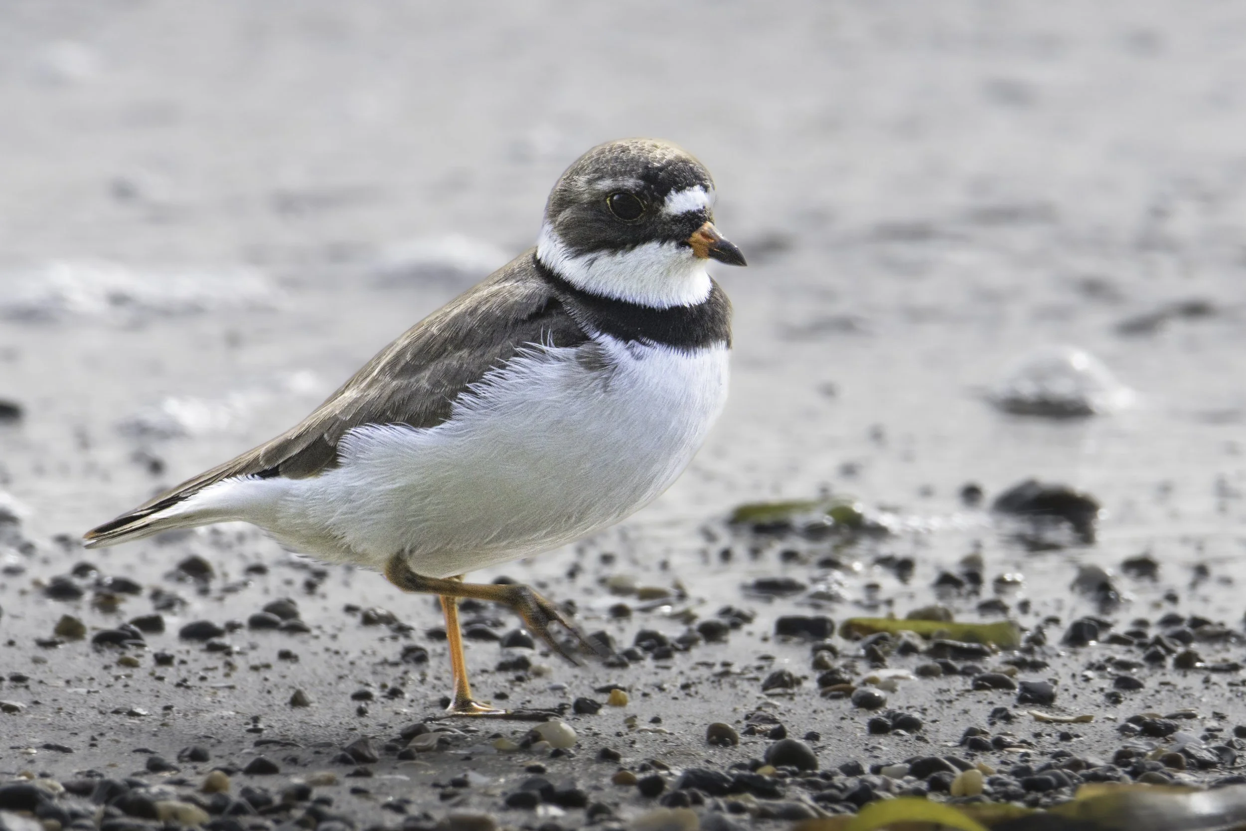 Semipalmated Plover