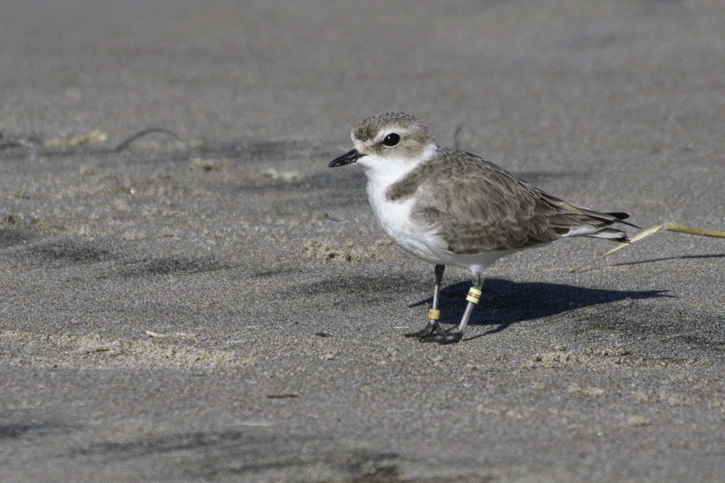 Snowy Plover