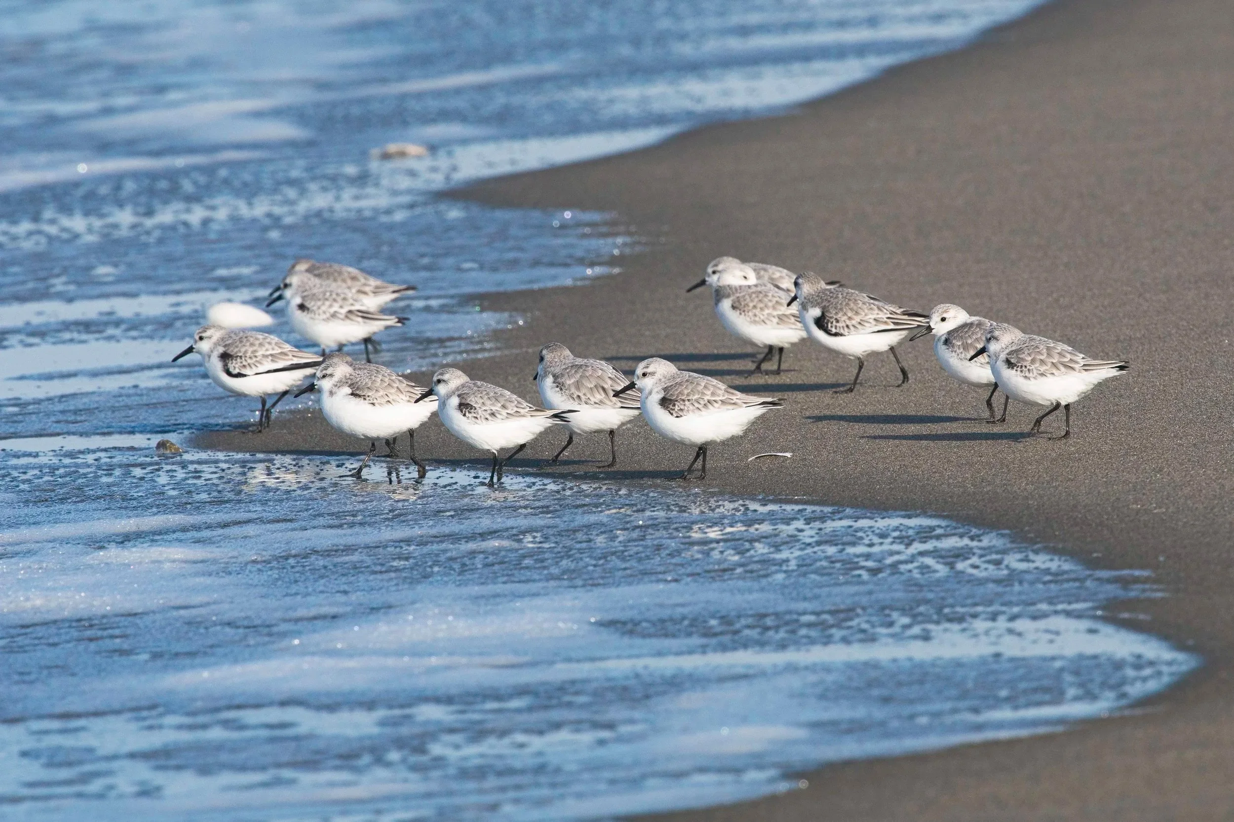 Sanderlings
