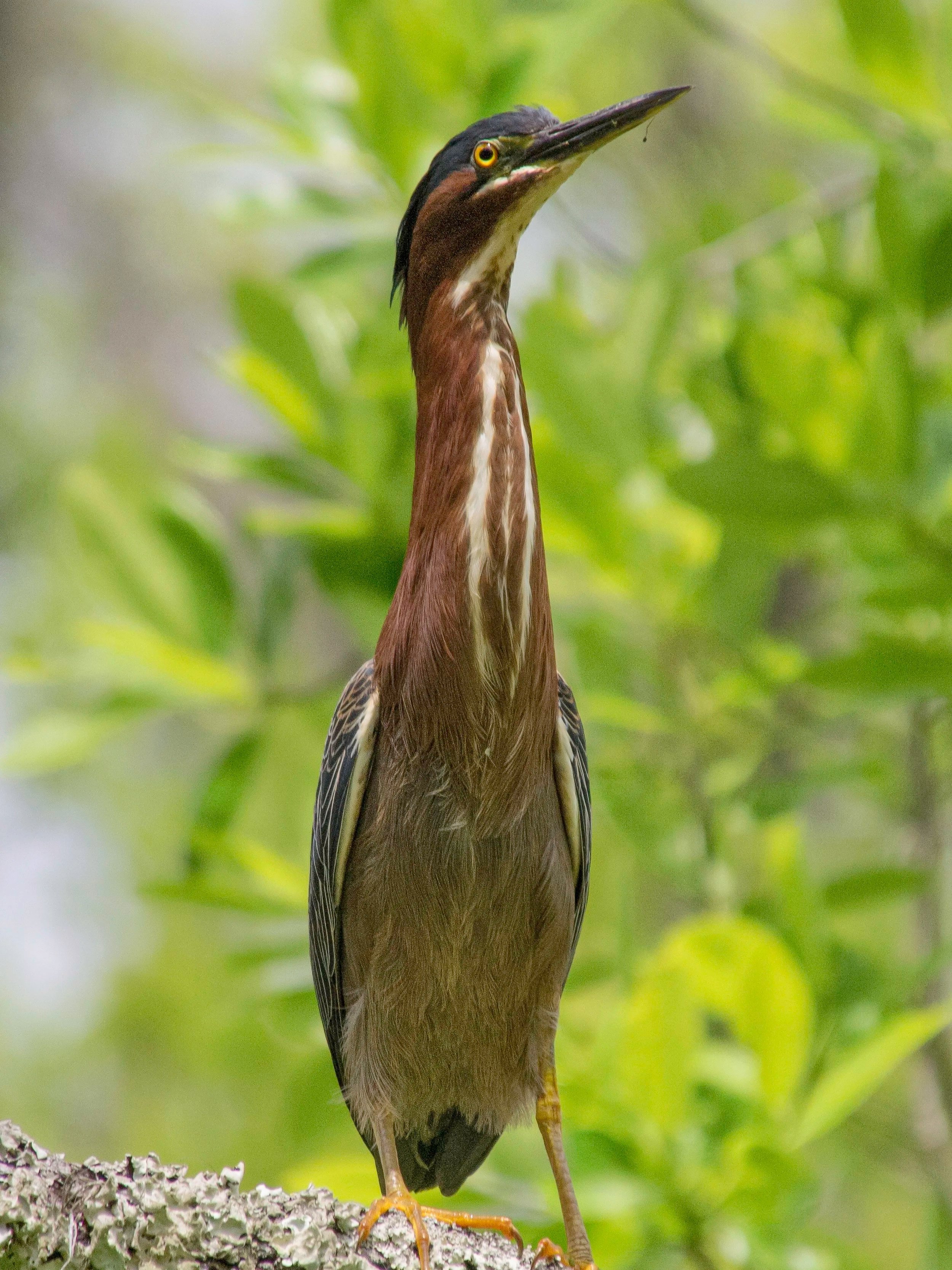 Green Heron