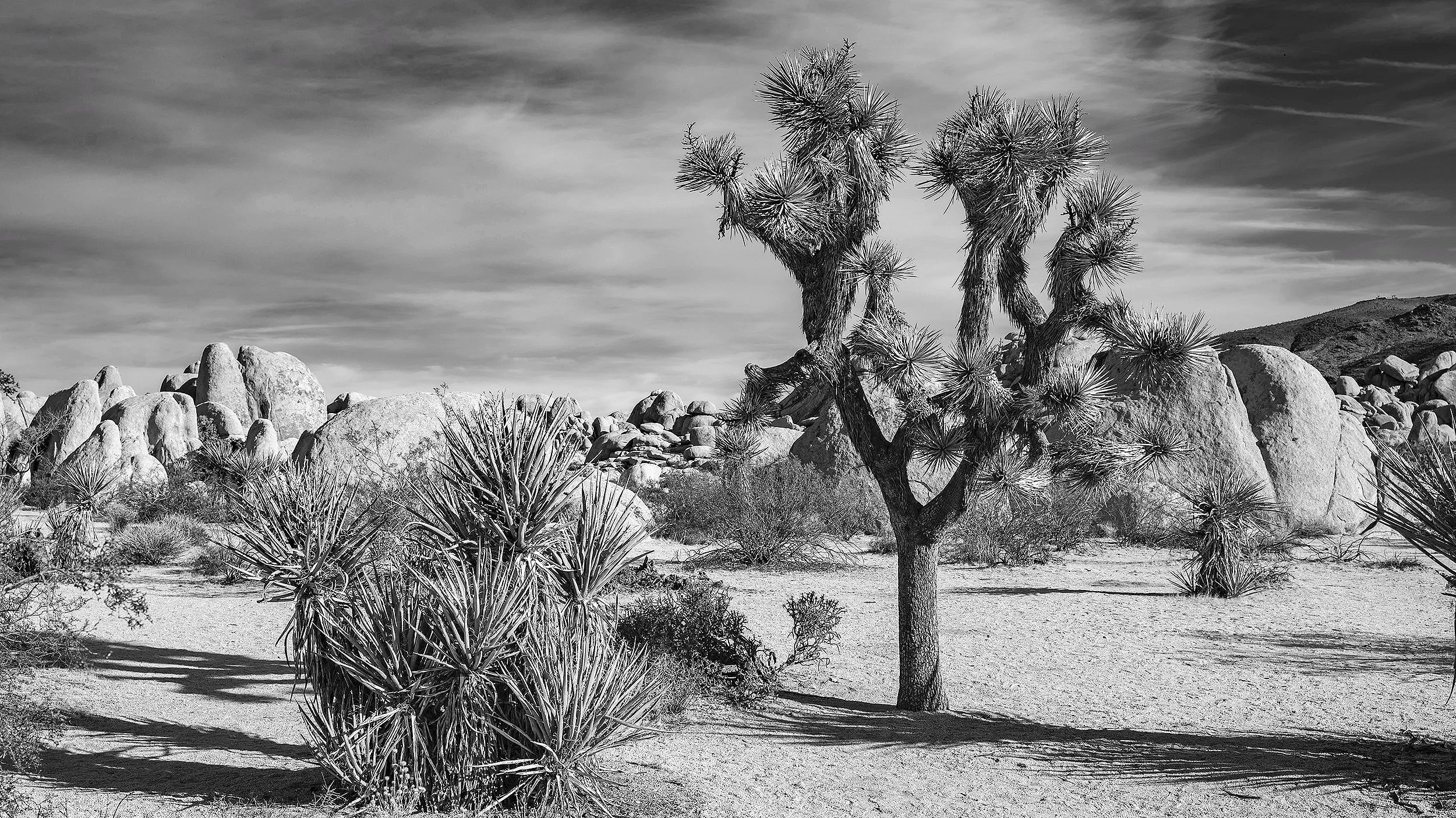 Joshua Tree National Park