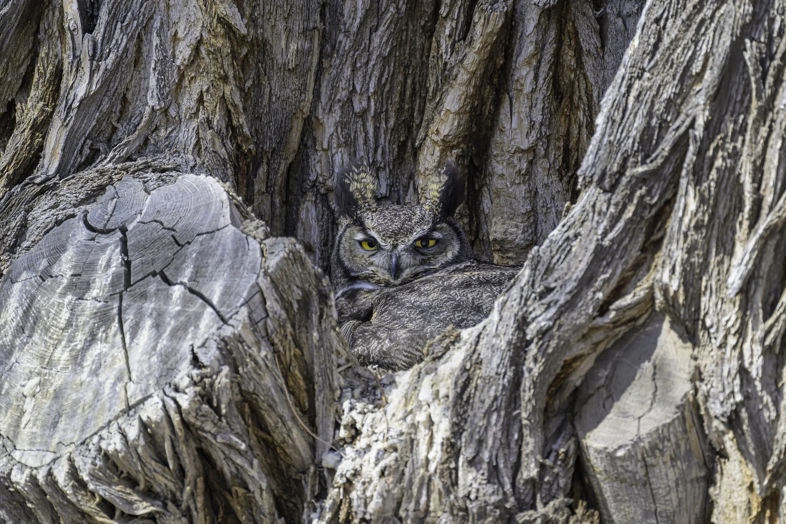 "Luna" The Nesting Great-horned Owl