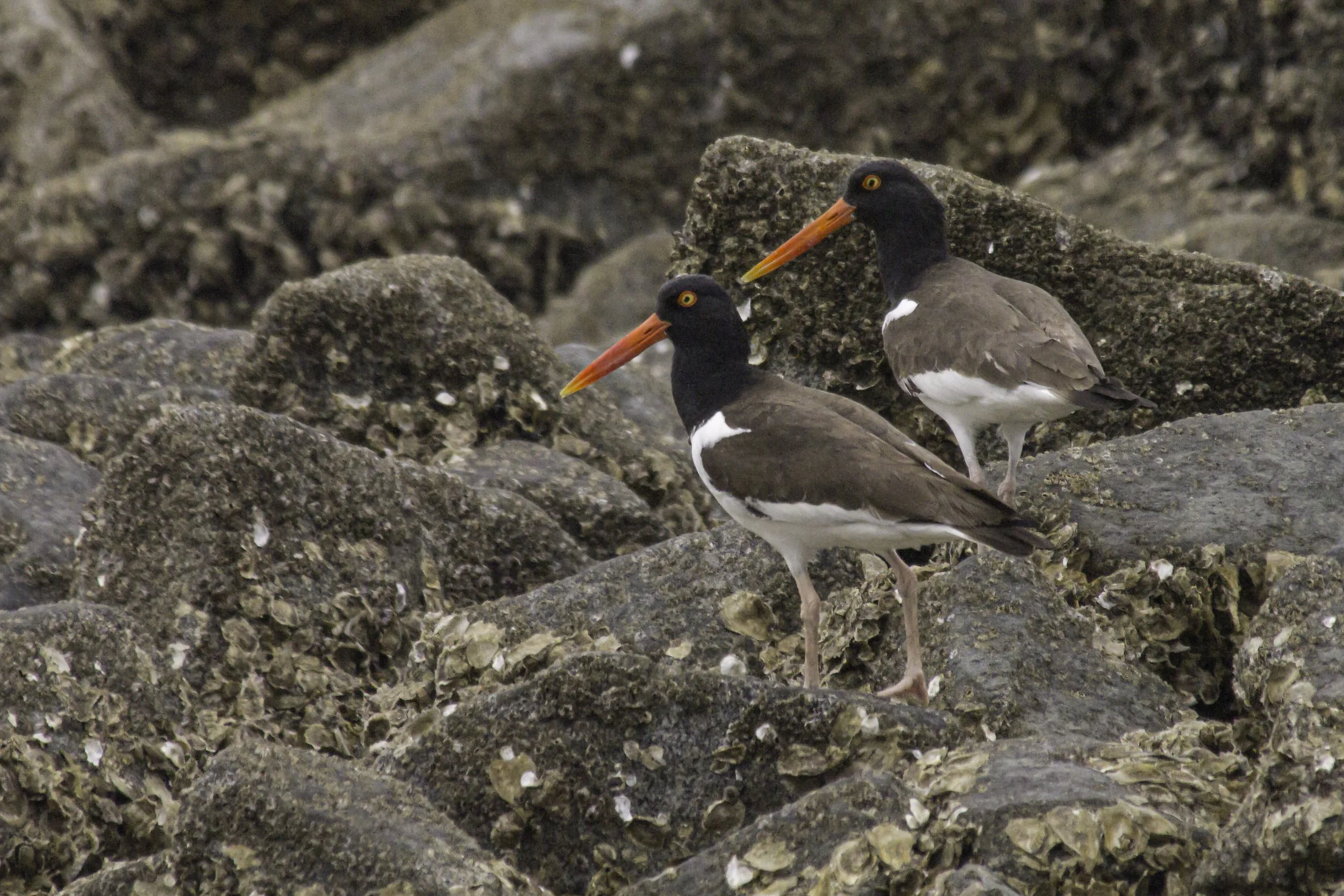 American Oystercatchers