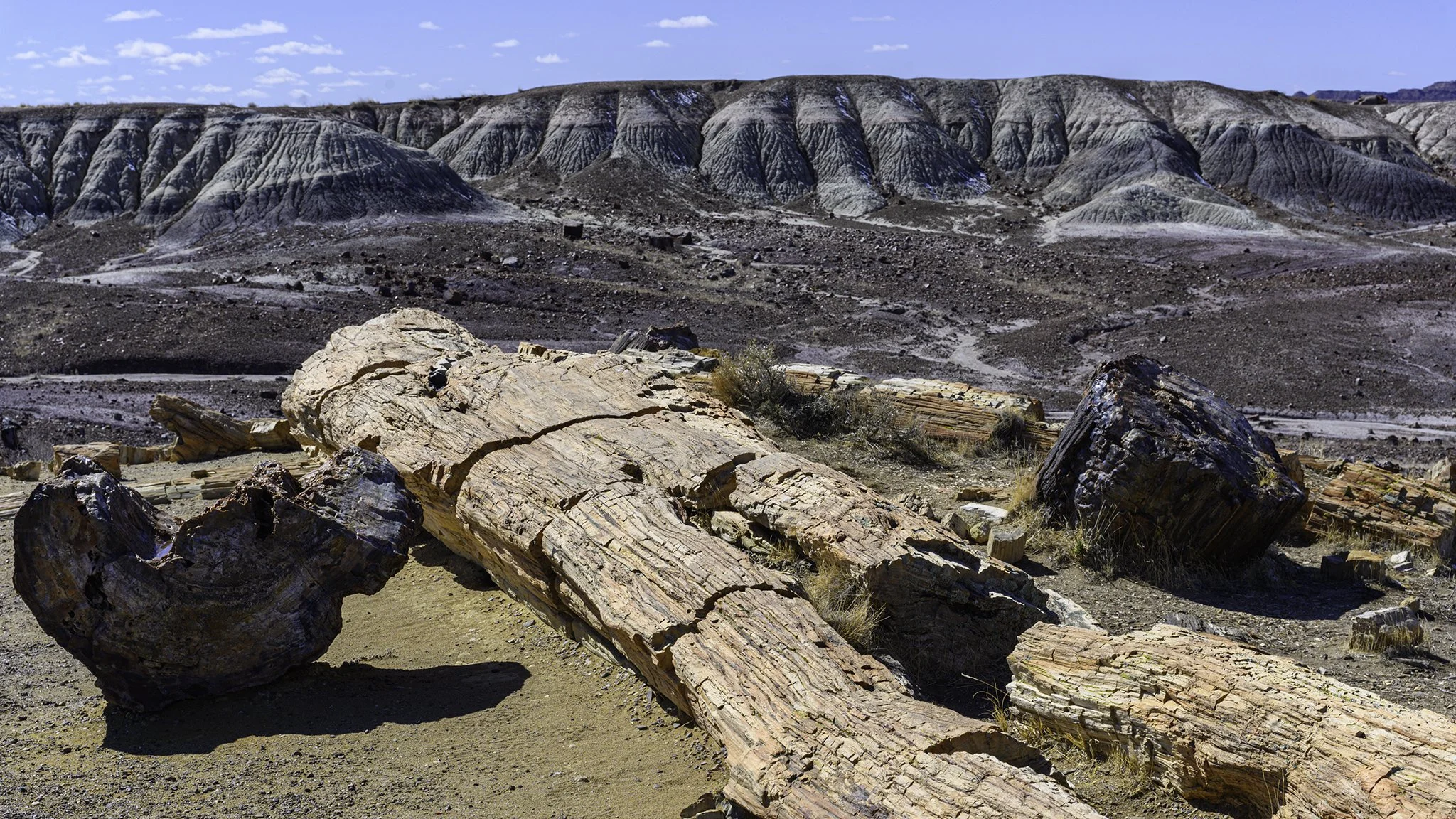 Petrified Forest National Park