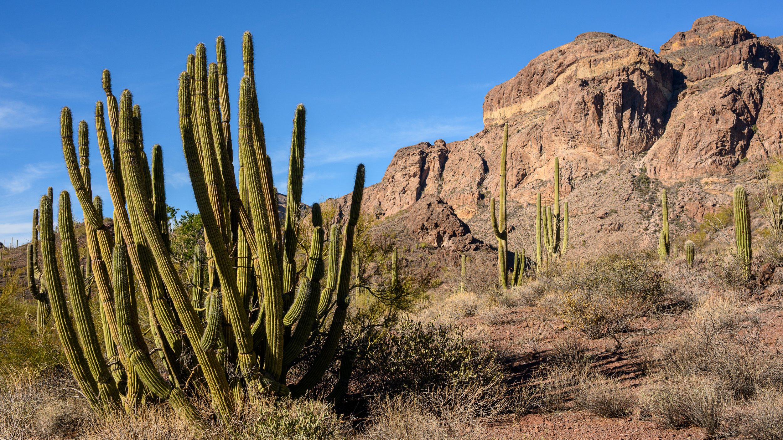 Organ Pipe Cactus National Monument