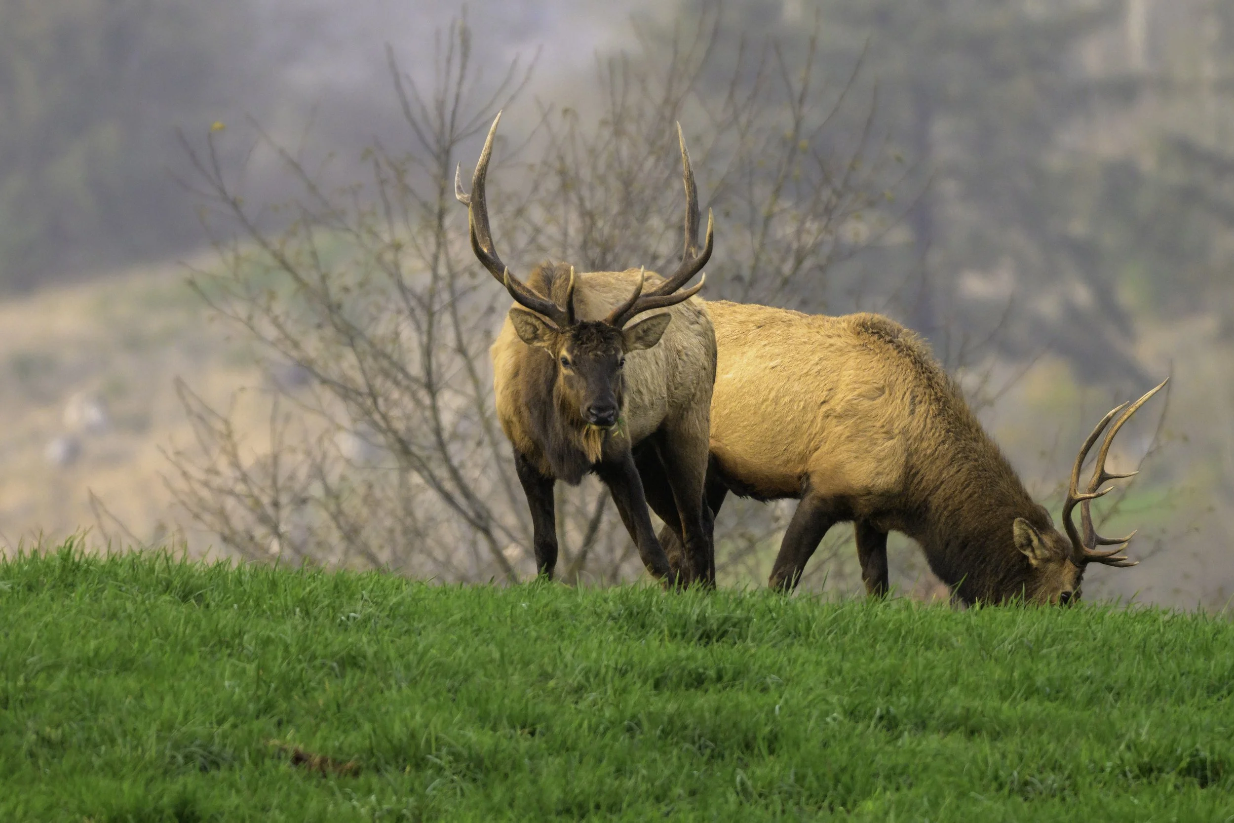 Nestucca Bay NWR Bull Elk
