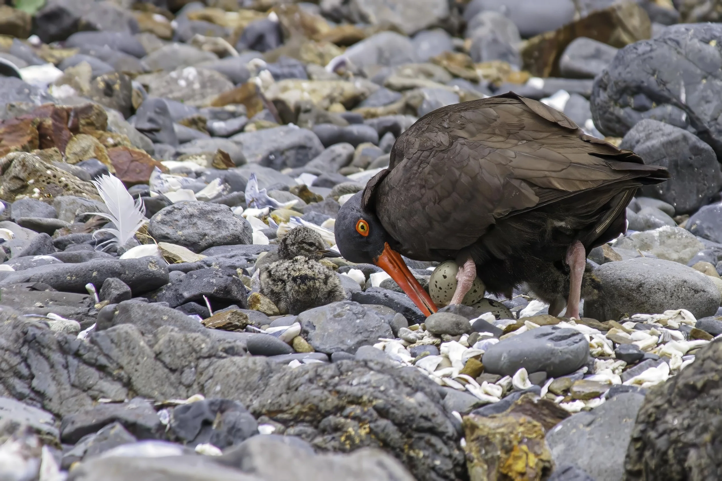 Black Oystercatcher Nest