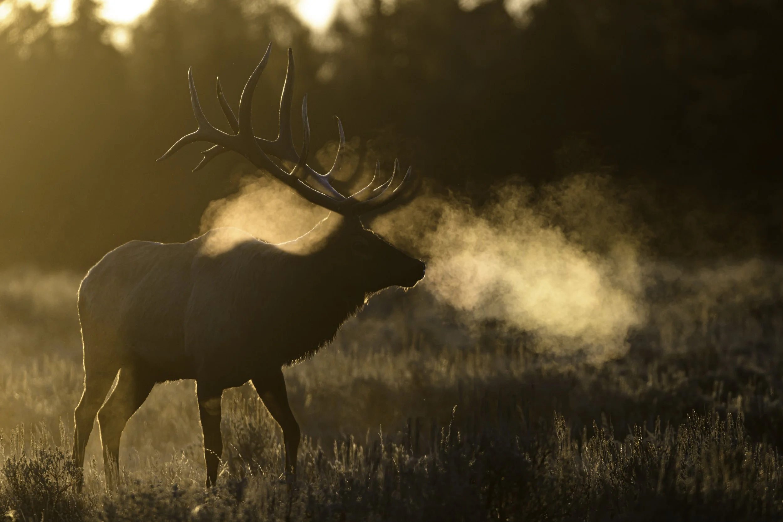 Rocky Mountain Elk