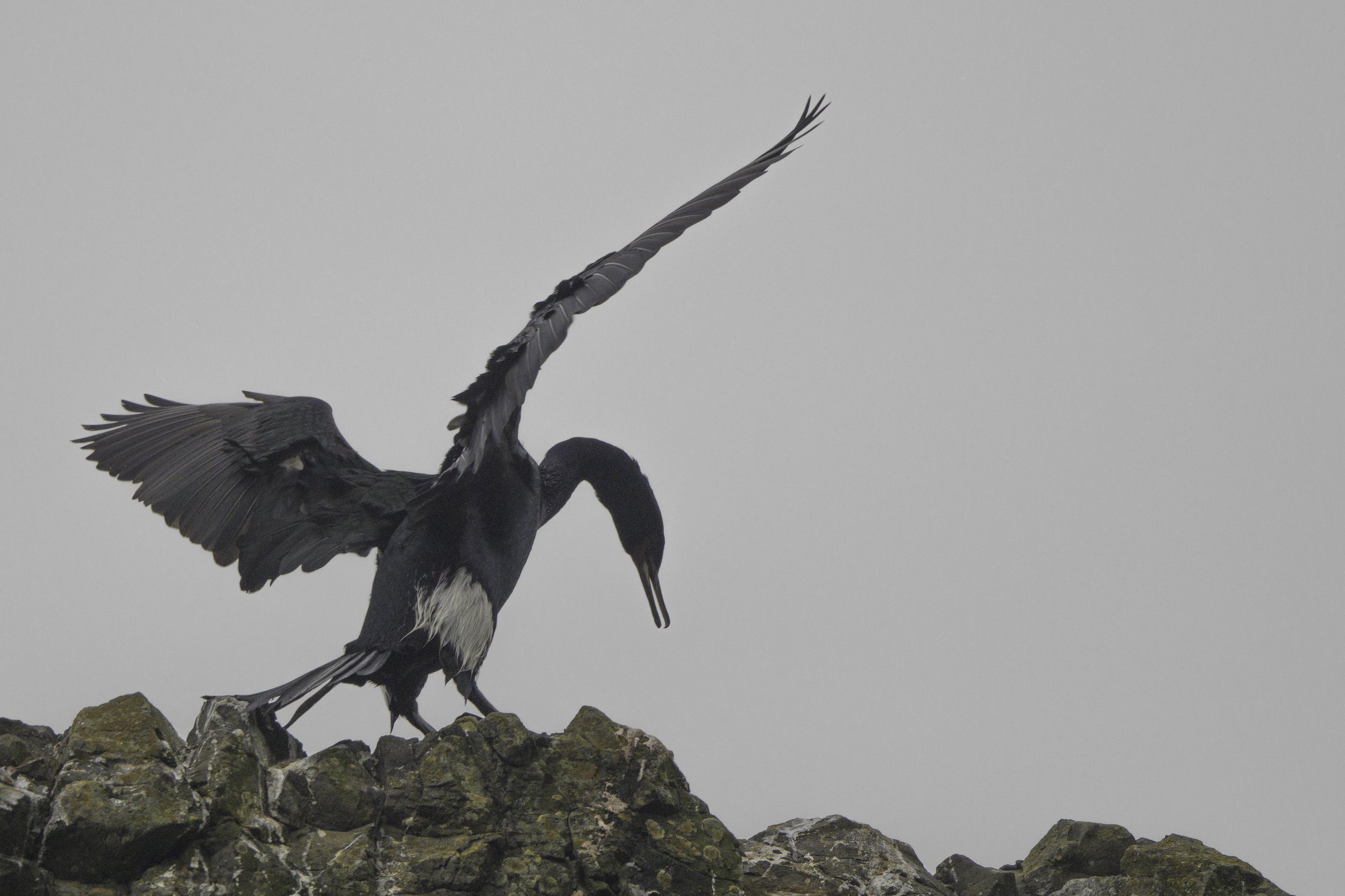 Pelagic Cormorant