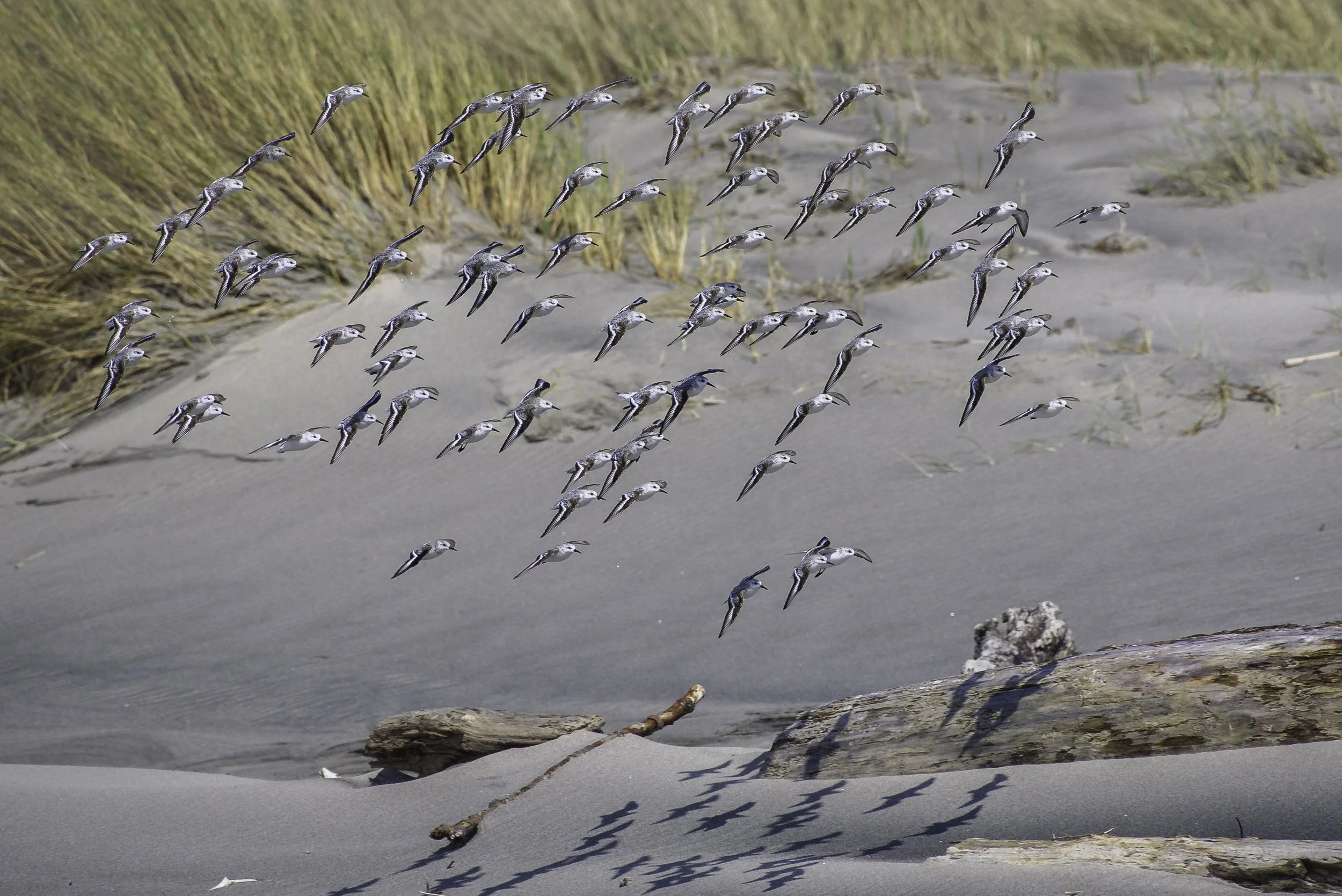 Sanderlings