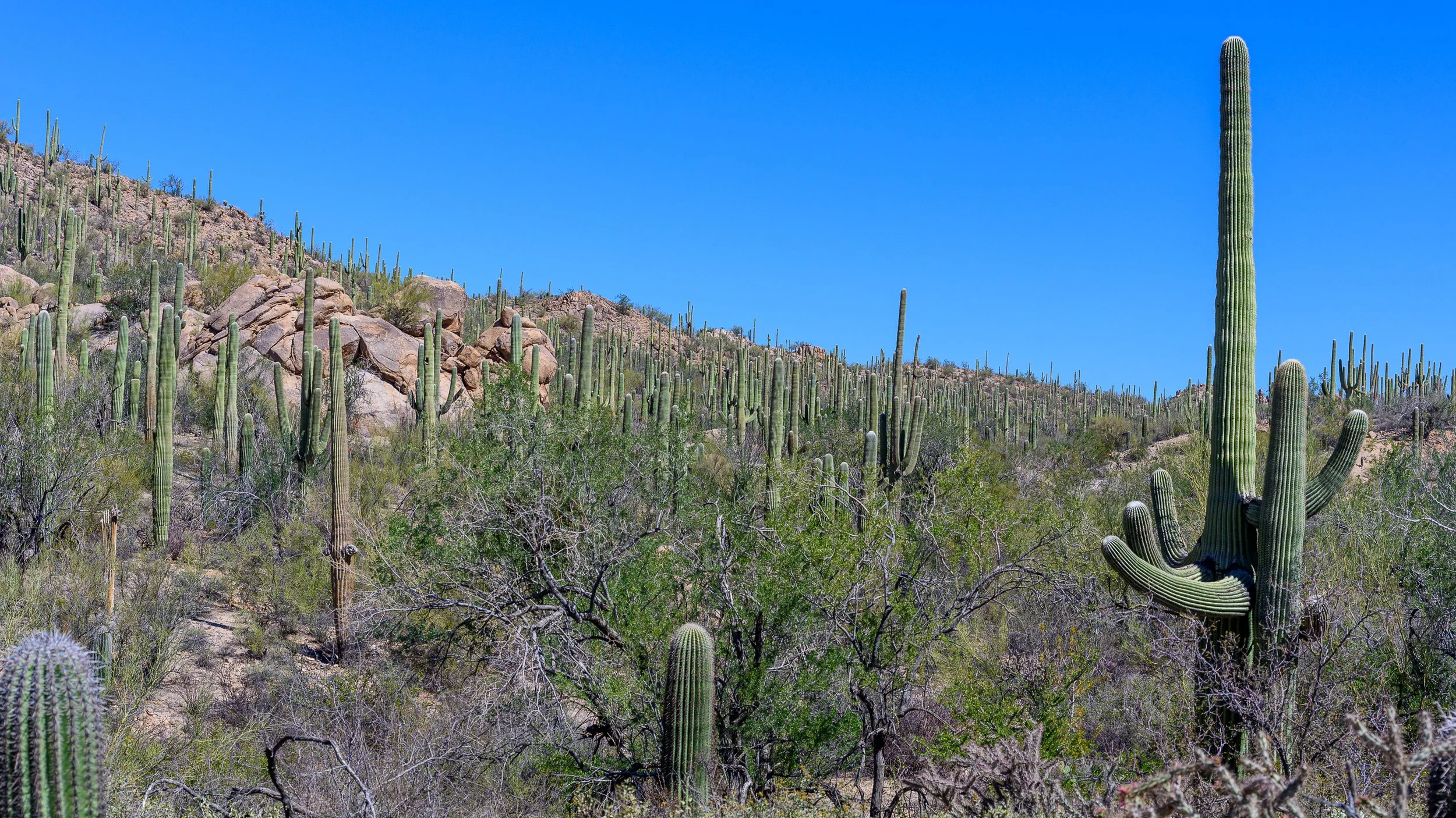 Saguaro National Park
