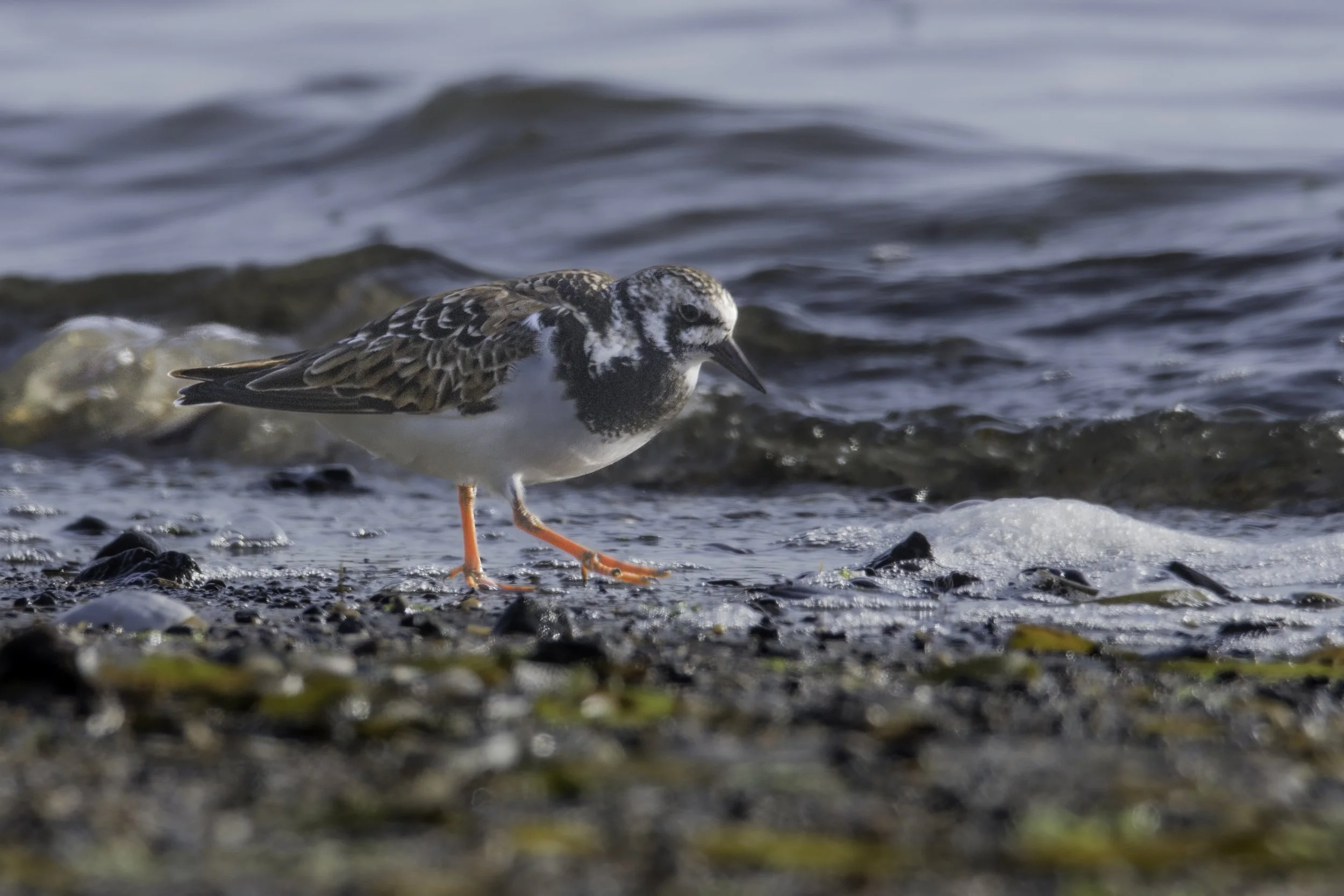 Ruddy Turnstone