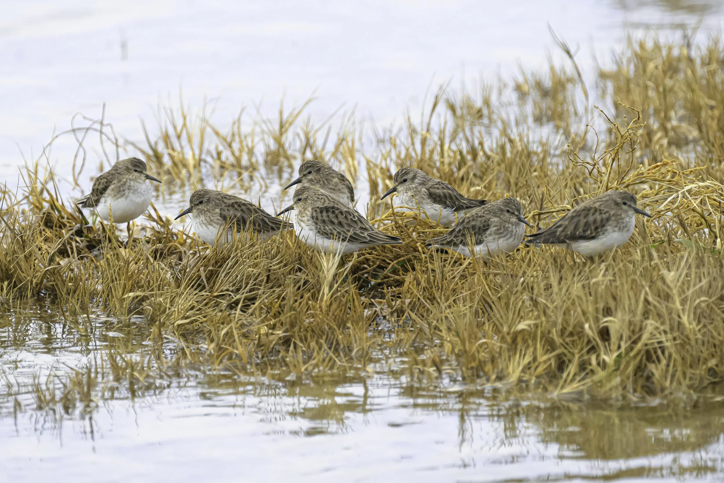 Sandpipers
