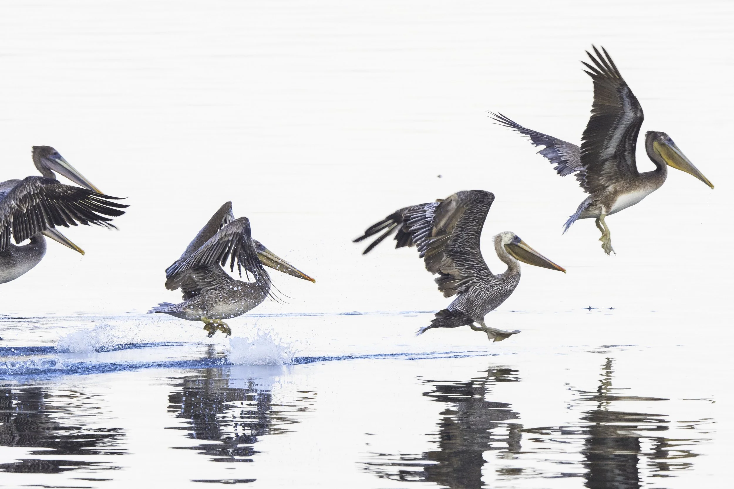 Brown Pelicans