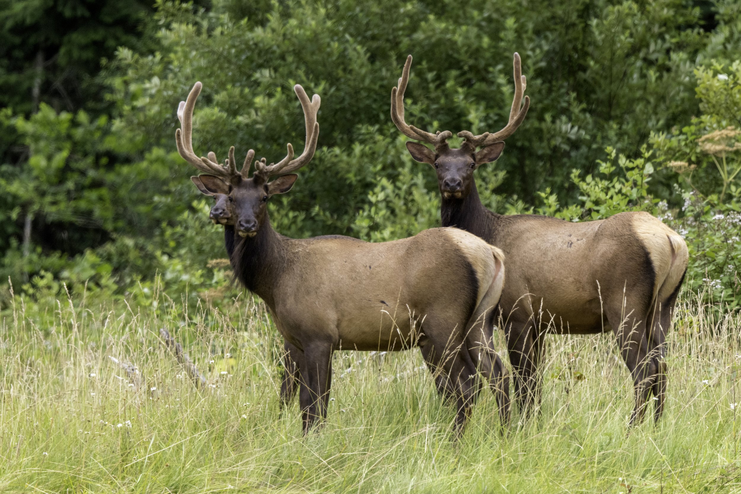 Roosevelt Elk