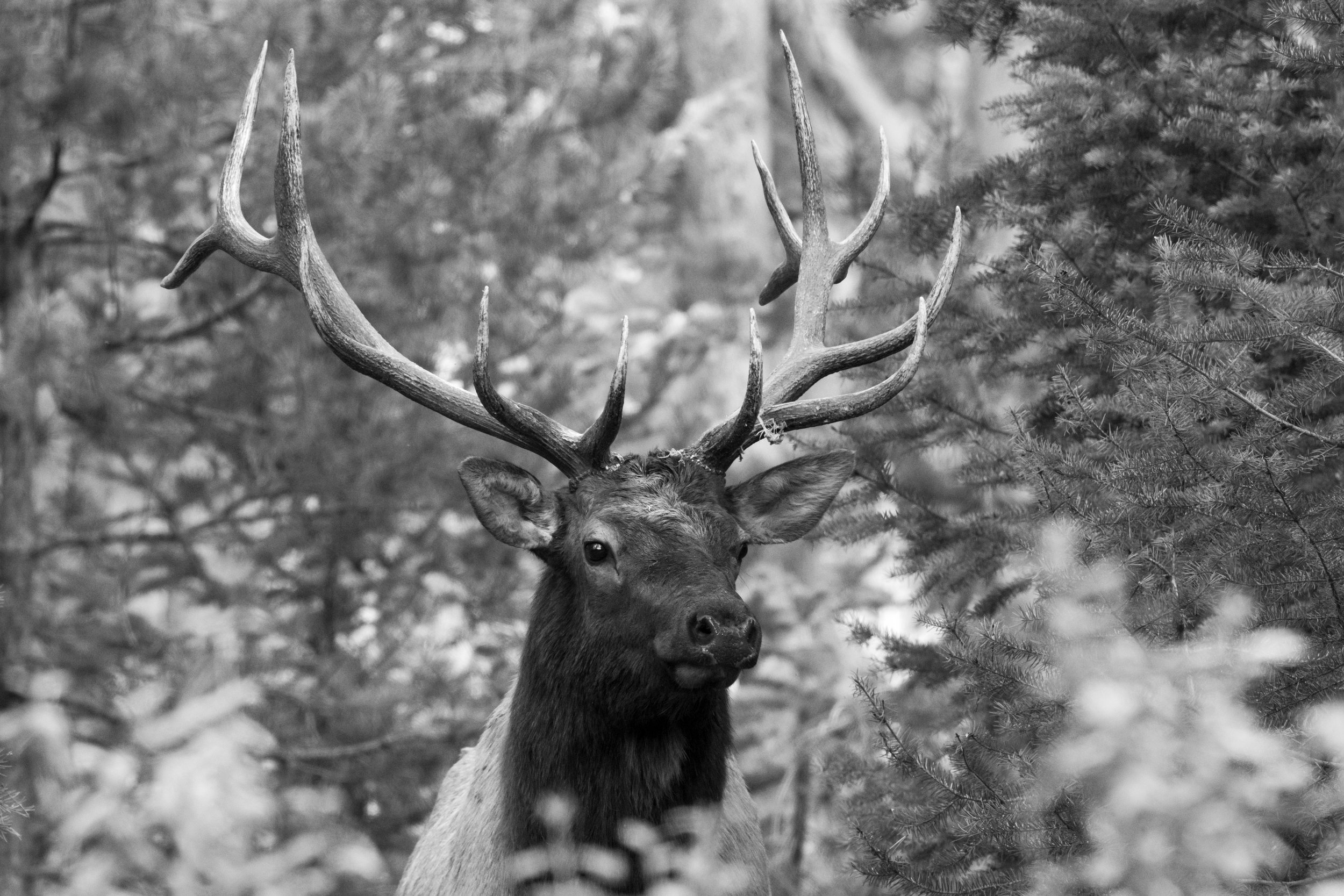 Rocky Mountain Elk