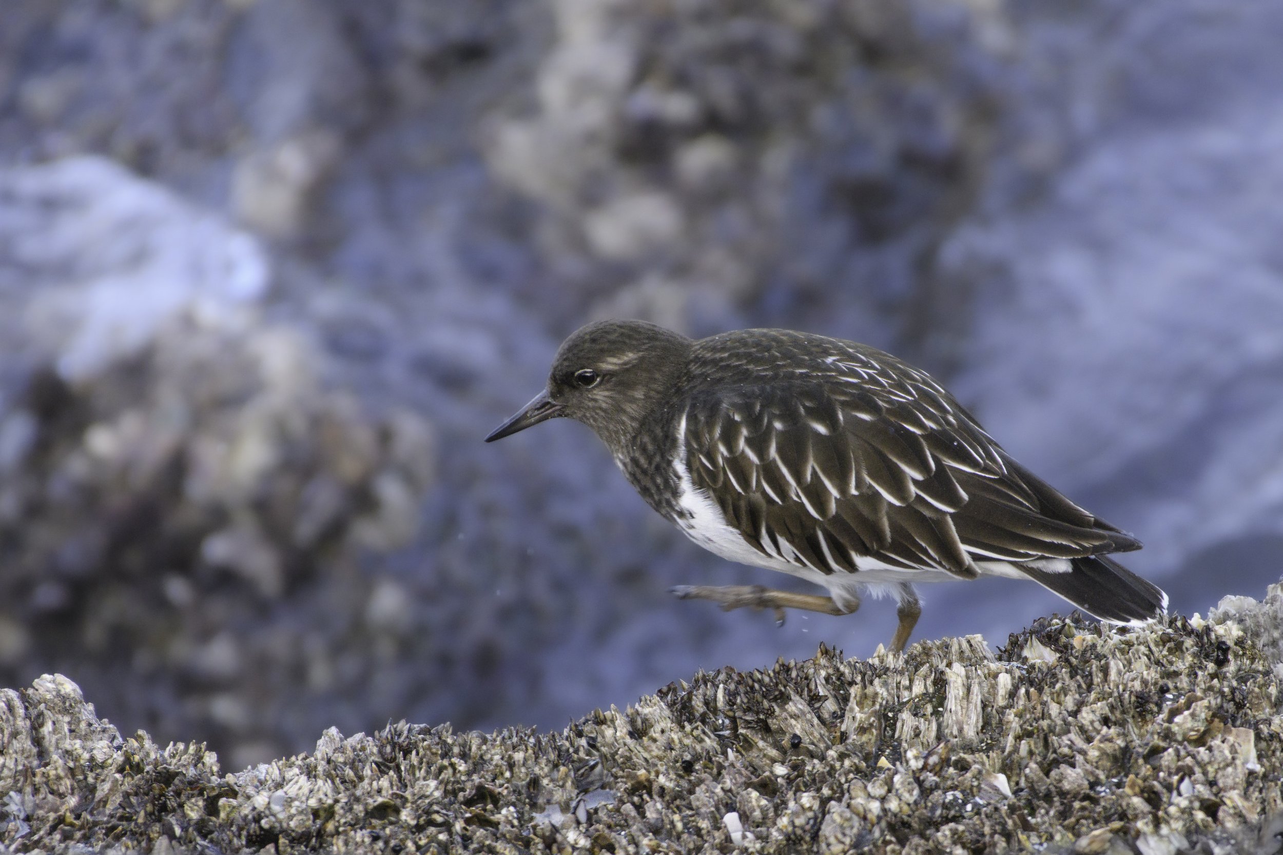 Black Turnstone