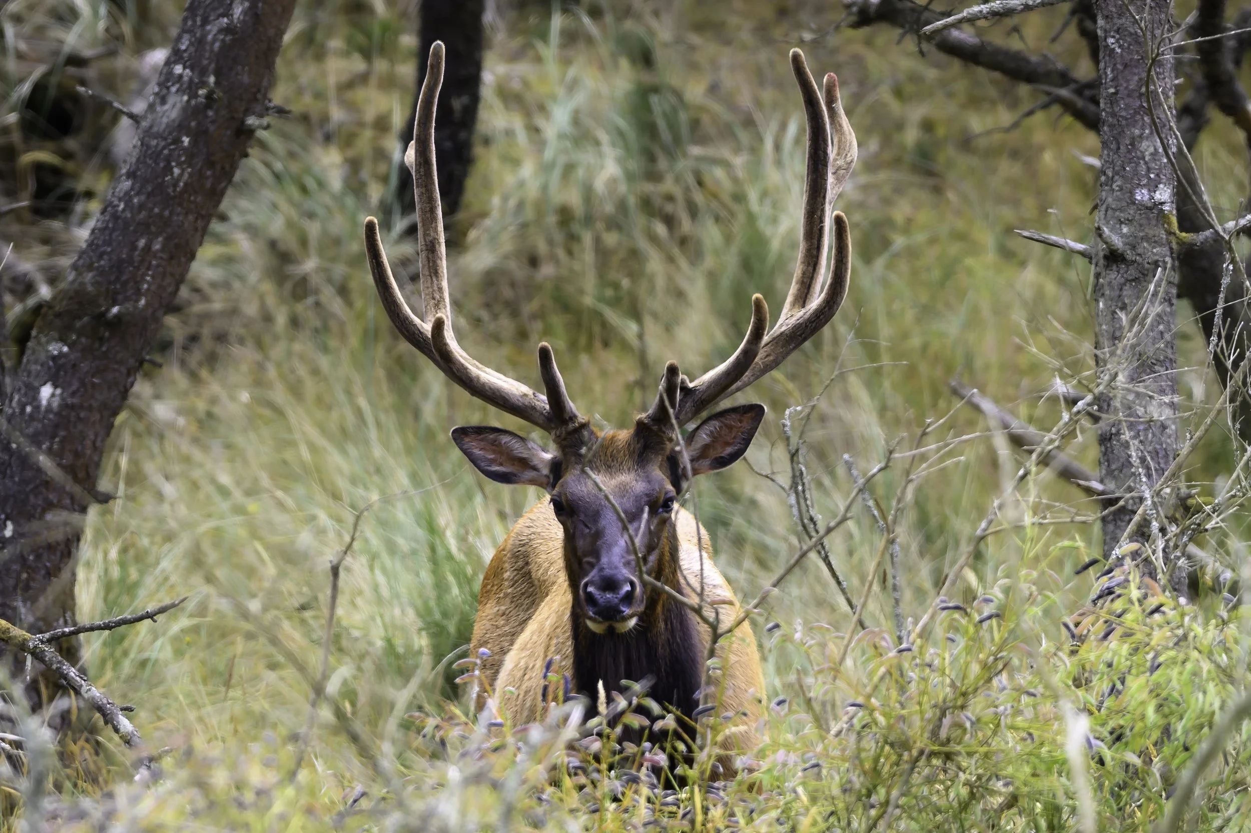 Roosevelt Elk
