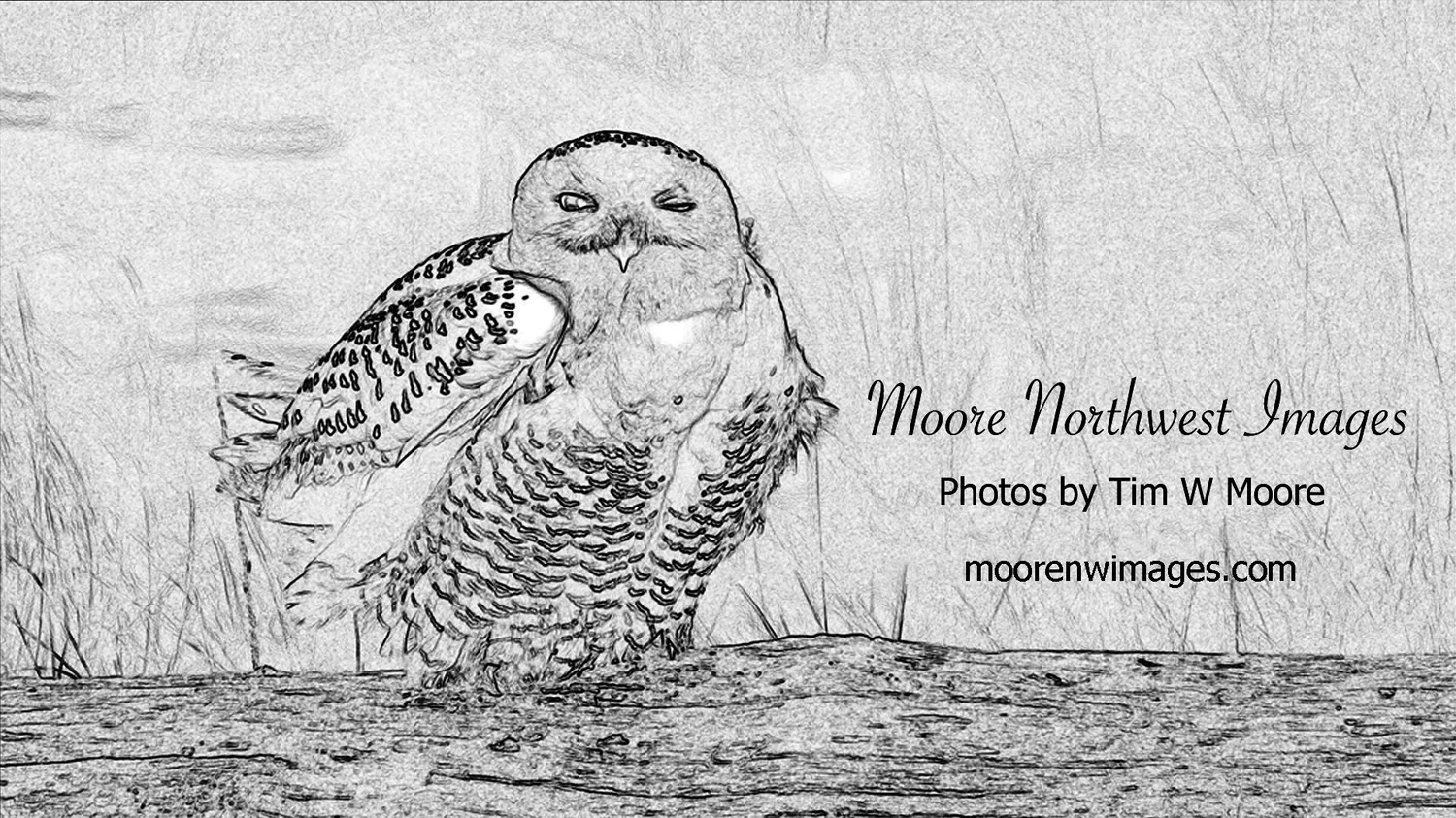 Nature and Wildlife Photography