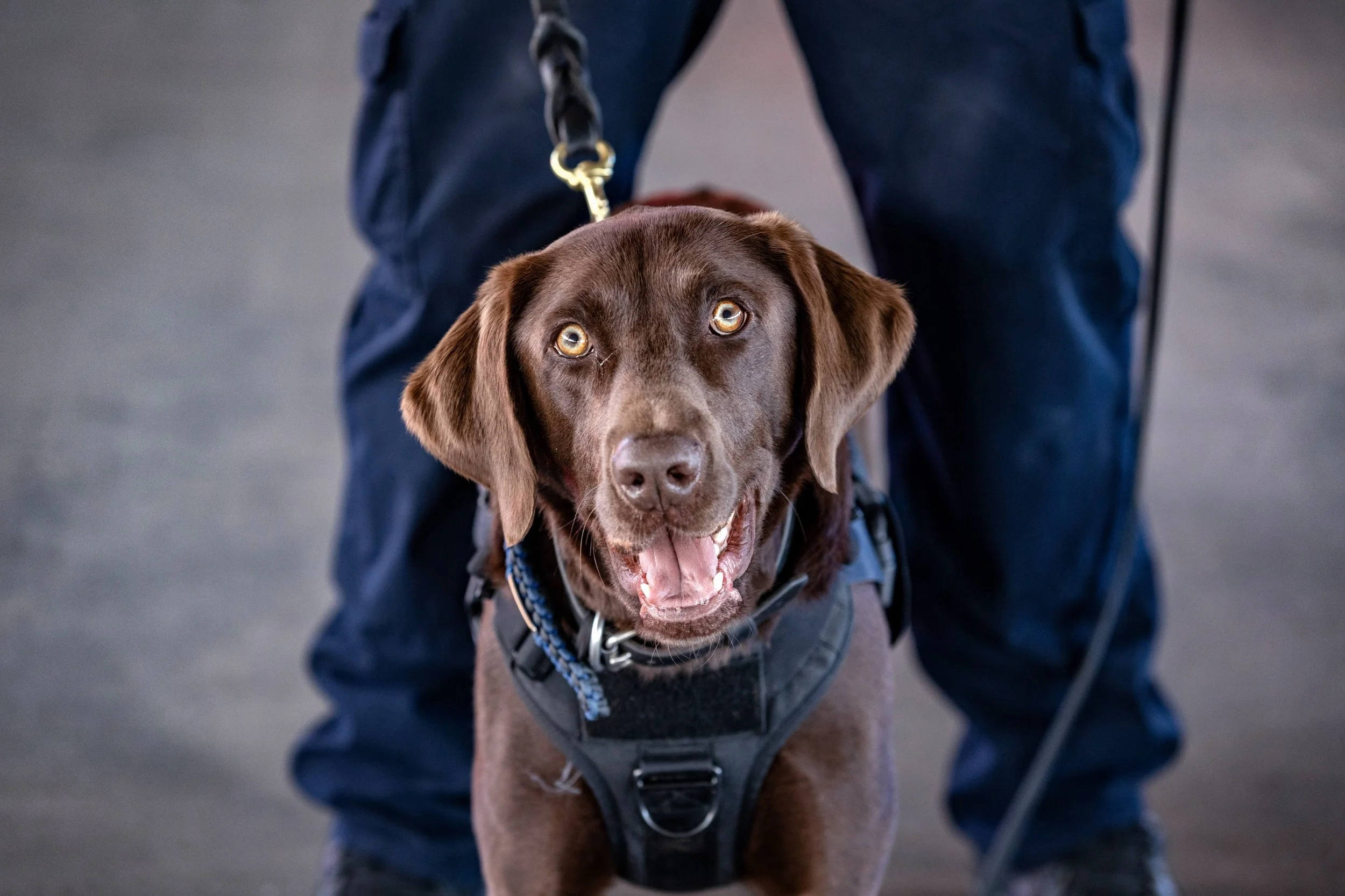 Science meets school safety!  We are proud to partner with Auburn University&rsquo;s renowned Canine Performance Sciences (CPS), law enforcement, and state leaders for the Alabama School Detection Dog Pilot Initiative. By combining world-class canine