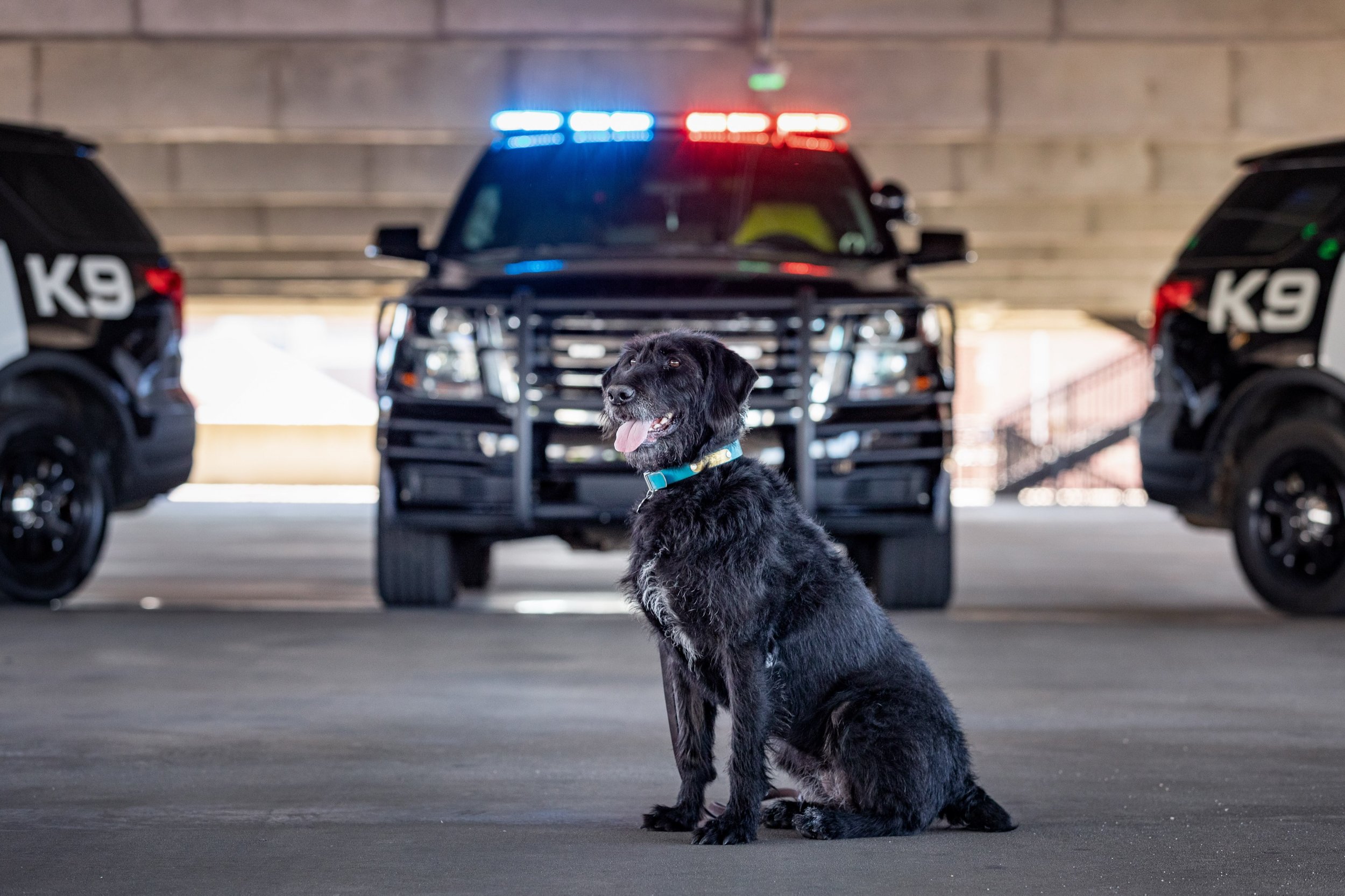Calling all Alabama School Resource Officers! 🚨 Are you interested in bringing a fully trained Back the Blue detection canine to your school? We are expanding access to elite canine safety resources through our statewide pilot initiative, and your s