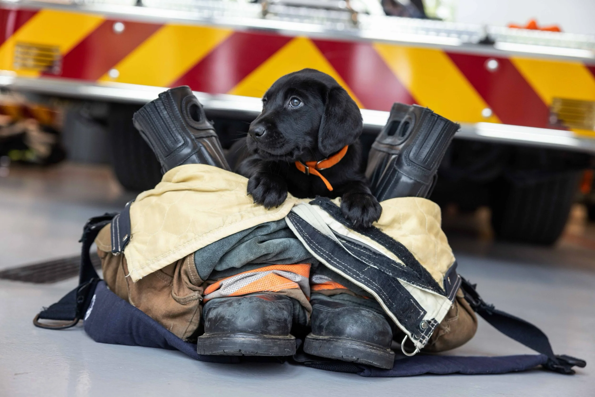 The Back the Blue Foundation&rsquo;s Detection Dog Initiative is about much more than simply placing detection dogs in schools. With the right partnerships, research, and community support, Alabama will be a national leader in proactive school safety